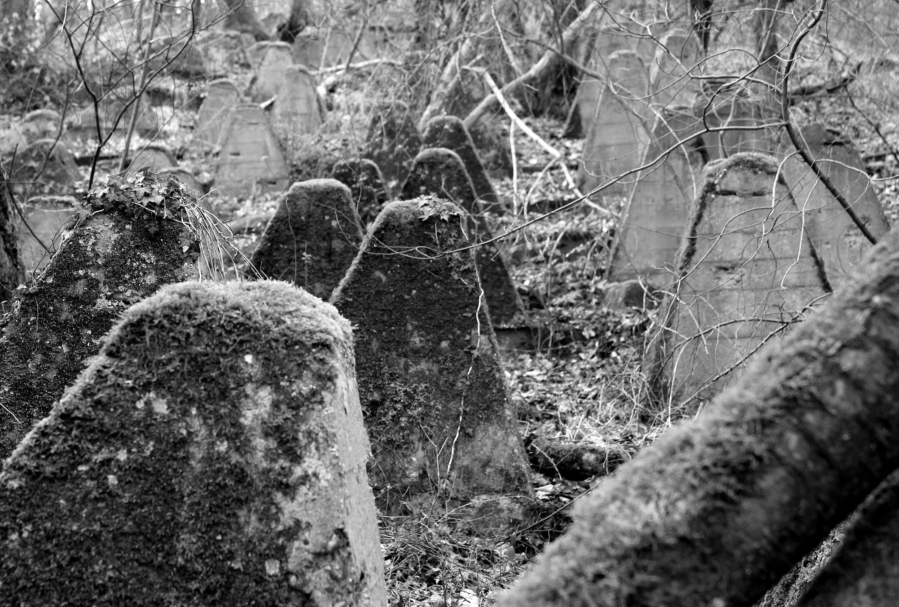 grave, 2K, history, ivy, the past, solid, stone, land, westtwall aachen, nature, tranquility, tank barricades, selective focus, growth, day, cemetery, HD Wallpaper
