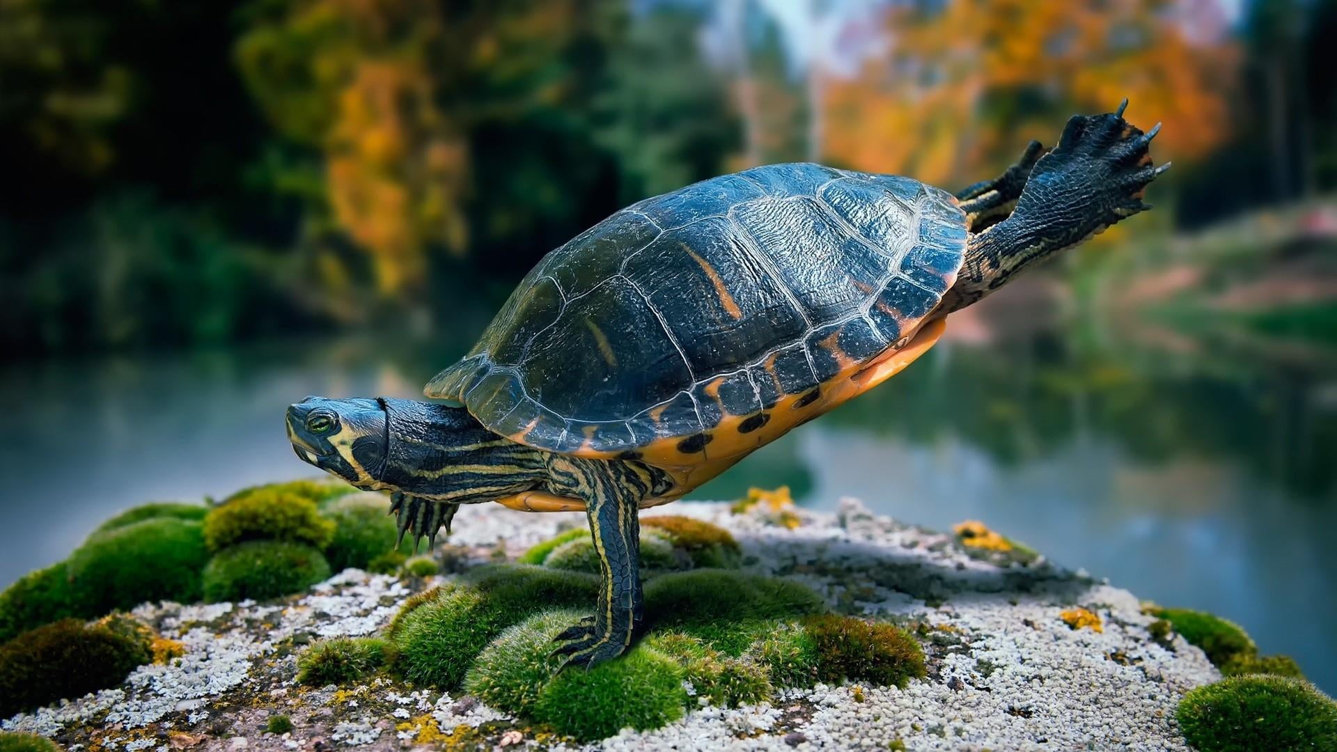 rock, handstand, nature, animal, animals in the wild, funny, marine, moss, close-up, one animal, rock - object, turtle, sea, motion, full length, 1080P, HD Wallpaper