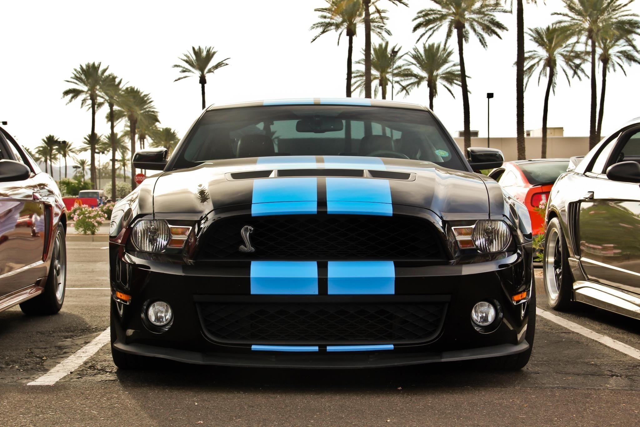 palm tree, retro styled, Ford Mustang Shelby, day, Headlights, tropical climate, outdoors, city, Ford Shelby GT500, land vehicle, 1080P, car, plant, road, HD Wallpaper
