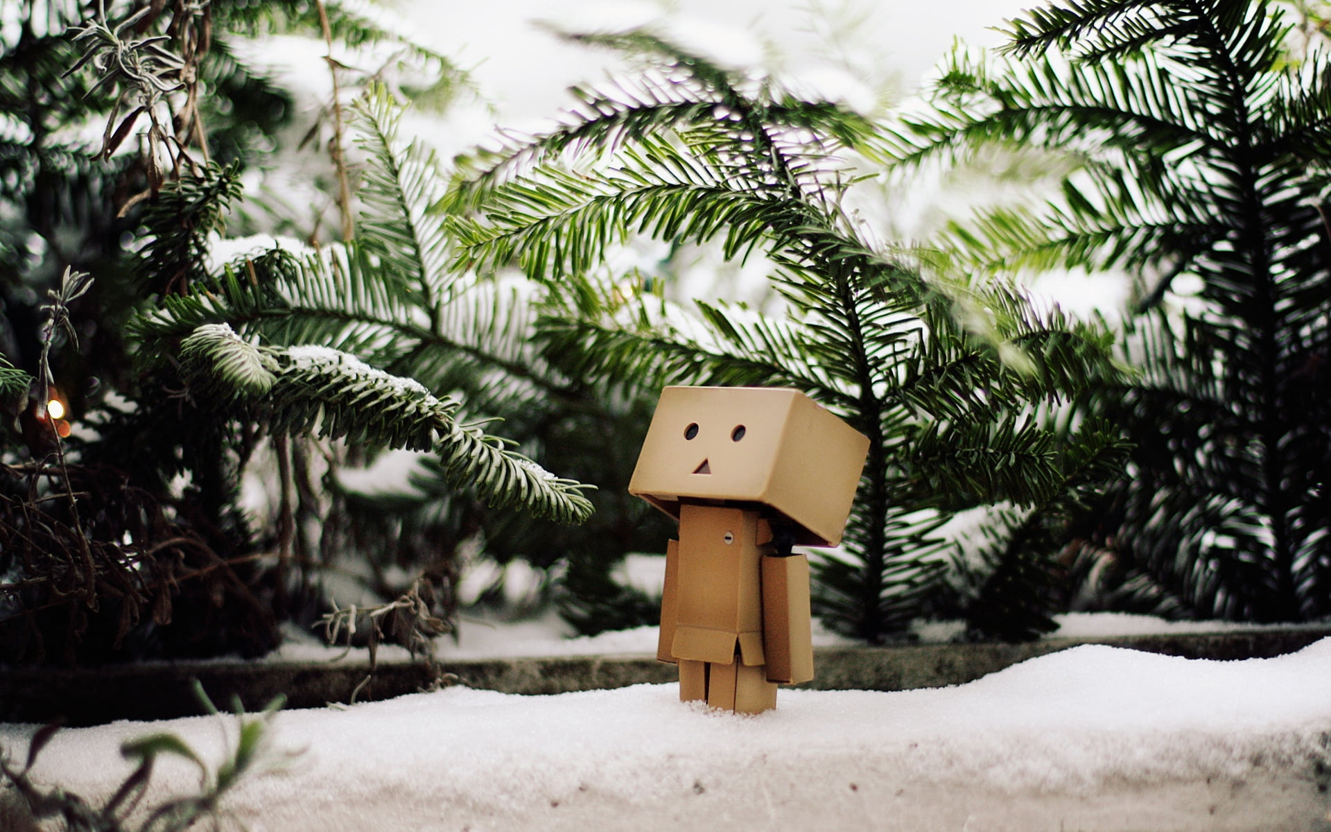 danboard, close-up, plant, brown, outdoors, 1080P, focus on foreground, cold temperature, house, human representation, robot, waiting, wood - Material, HD Wallpaper