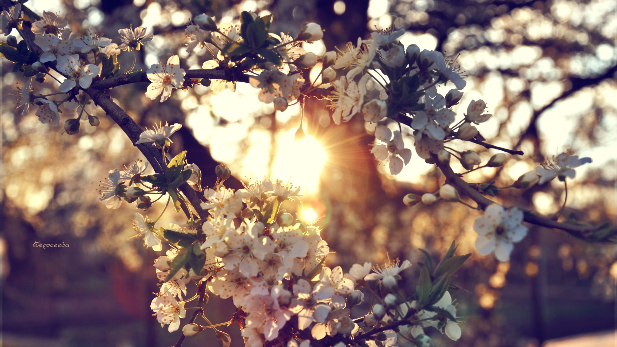 nature, sunlight, 2K, blossom, warm, flowers, hd, cherry, HD Wallpaper