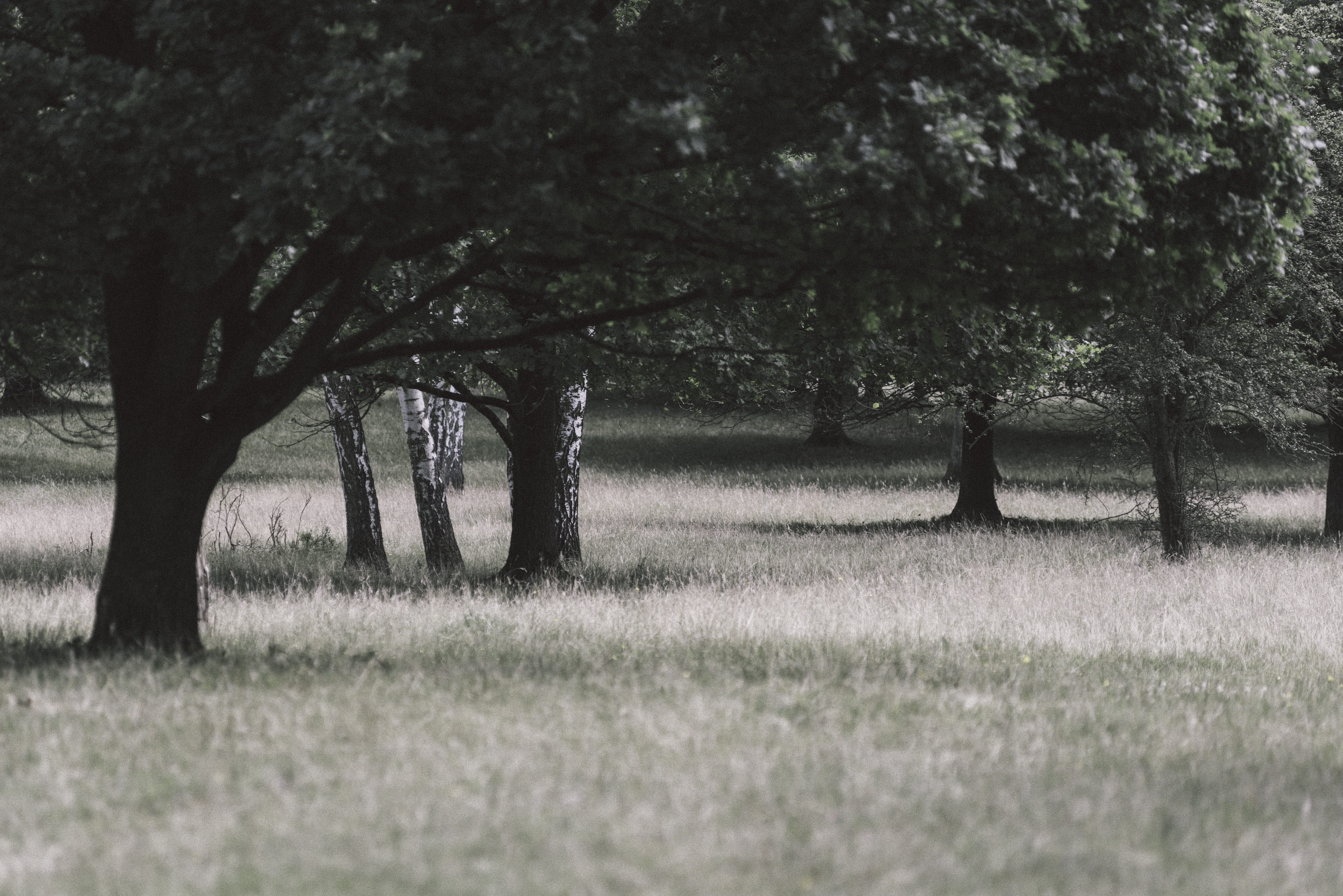 germany, grass, spooky, growth, park, tree, scenics - nature, nrw, plant, no people, field, tranquil scene, outdoors, tree trunk, trunk, tranquility, travelling, HD Wallpaper