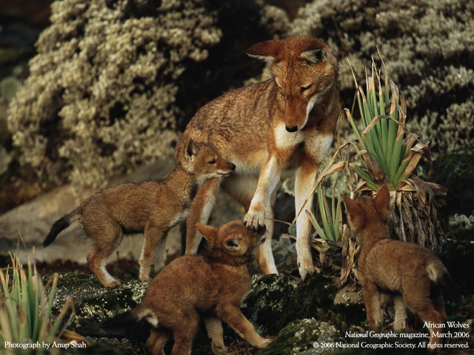 720P, national, baby animals, wolf, wide, animals, baby, resolution, geographic, HD Wallpaper