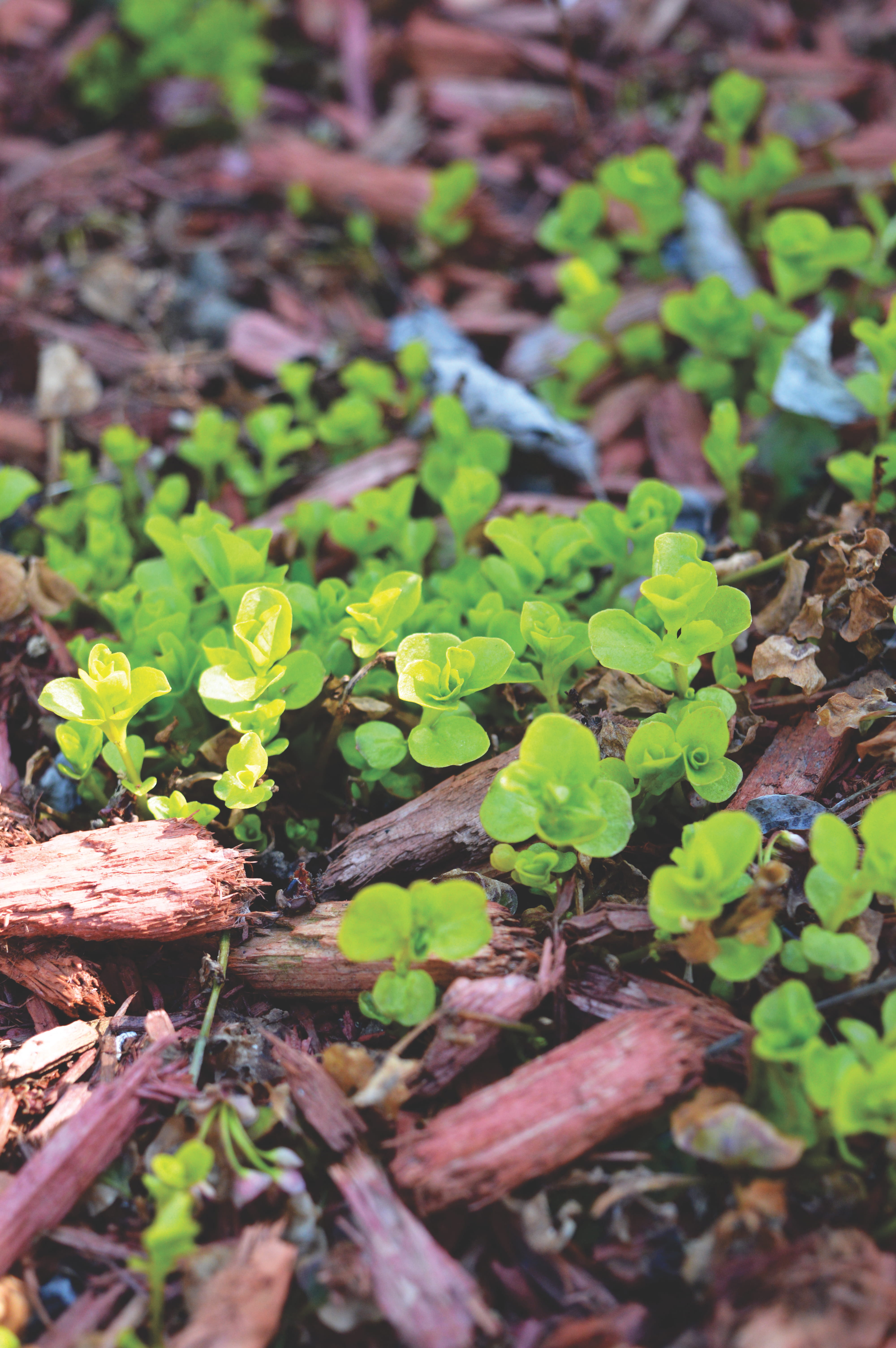 high angle view, selective focus, saint-liguori, 5K, nature, green, vulnerability, focus on foreground, outdoors, plant part, flore, plant, surface level, Phone HD Wallpaper