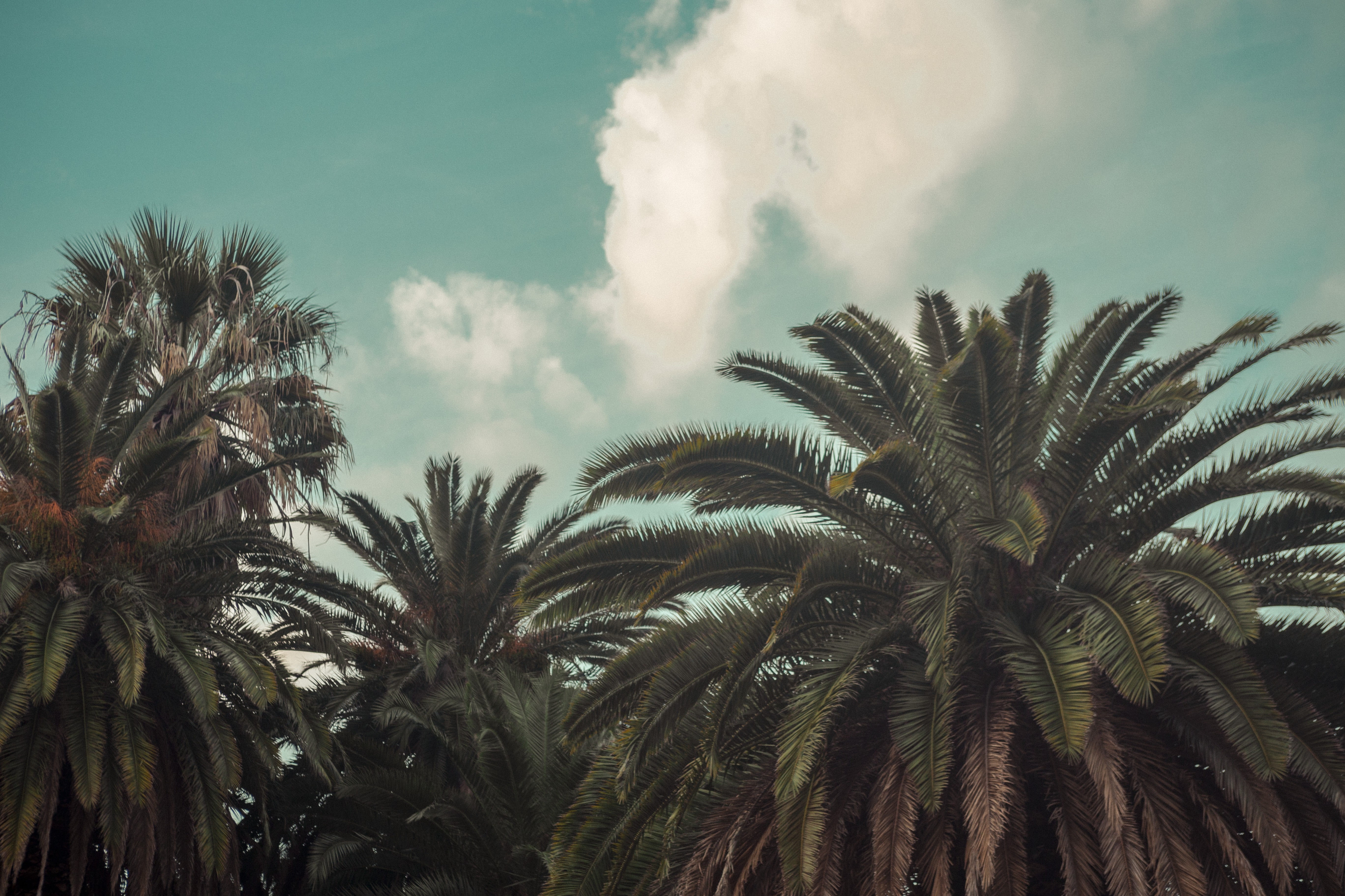 beauty in nature, palm leaf, nature, growth, no people, 5K, artwork, tranquility, sky, tranquil scene, date palm tree, city, day, palm trees, cloud - sky, HD Wallpaper