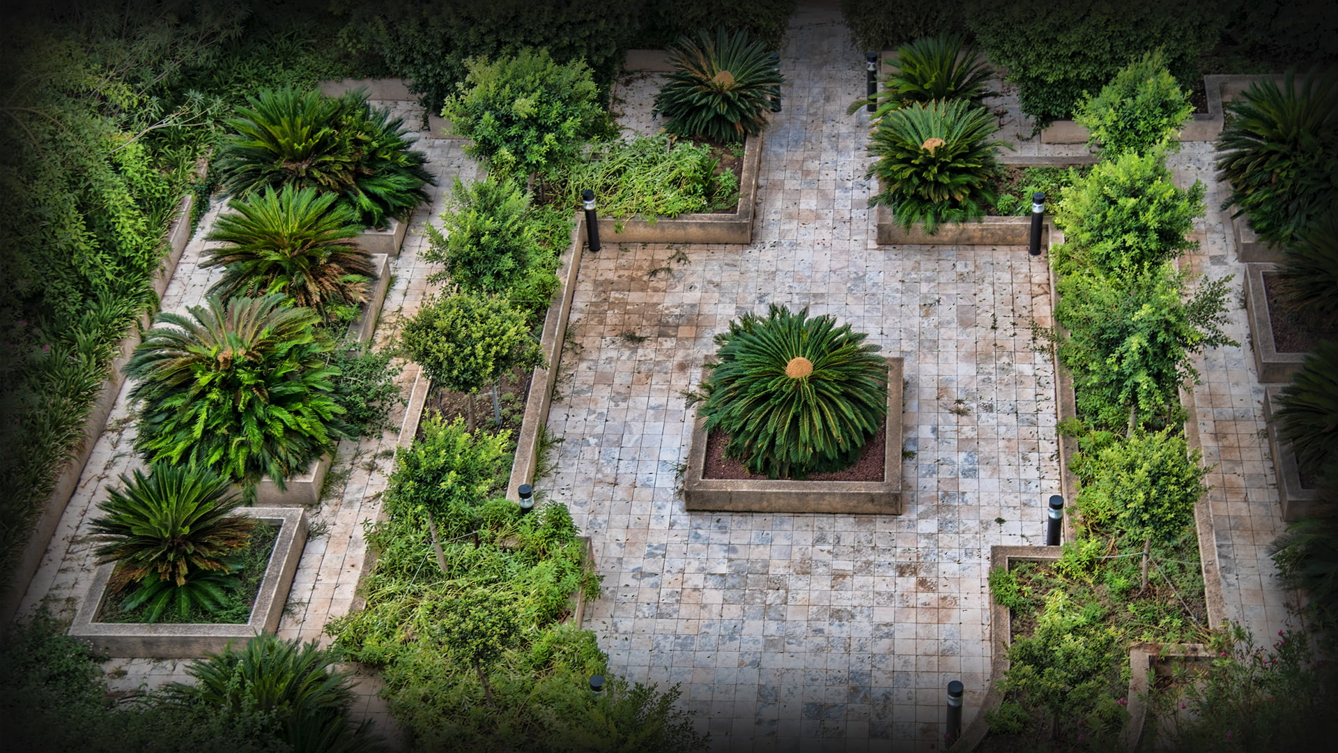 plants, coconut palm tree, plant, tree, date palm tree, tranquility, wall, tropical climate, garden, trunk, built structure, palm leaf, cactus, day, growth, HD Wallpaper
