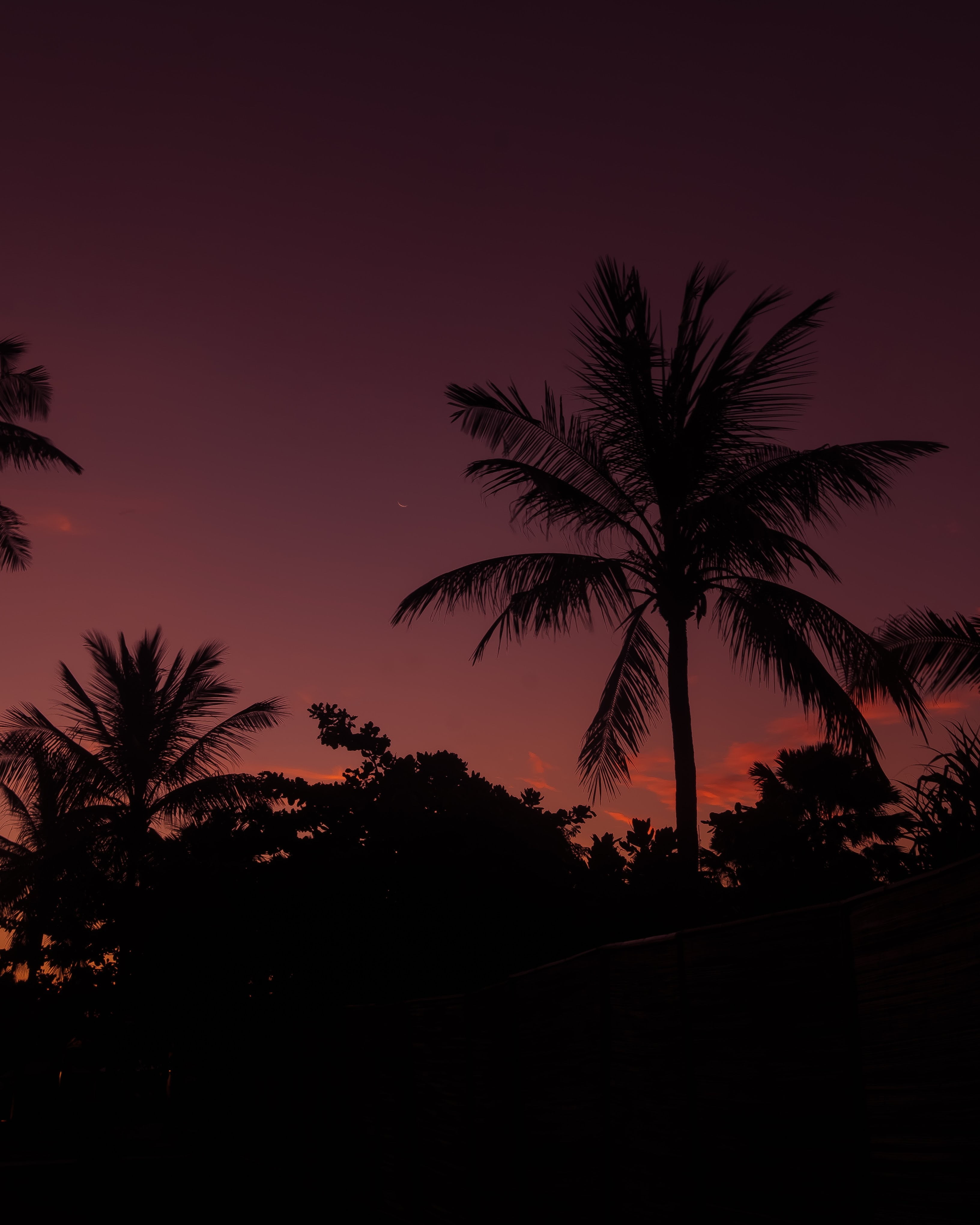 night, tranquility, palm leaf, plant, travel, island, tree, beach, travel Destinations, backgrounds, outdoors, 4K, vacations, coastline, beauty In Nature, Phone HD Wallpaper