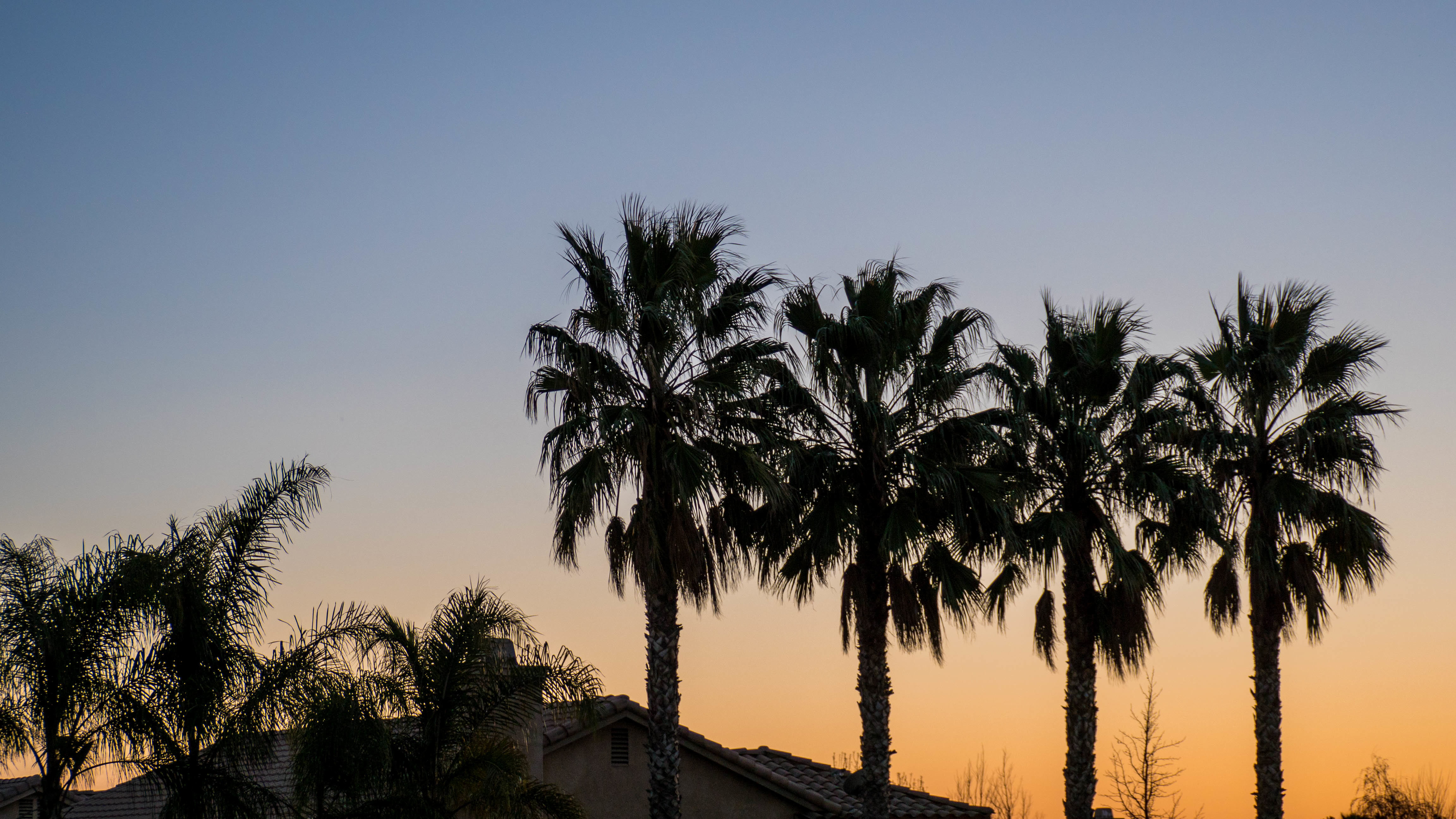 sunset, coconut, copy space, growth, tree, low angle view, 4K, scenics - nature, tranquility, date palm tree, trees, day, outdoor, photo, clear sky, tranquil scene, HD Wallpaper