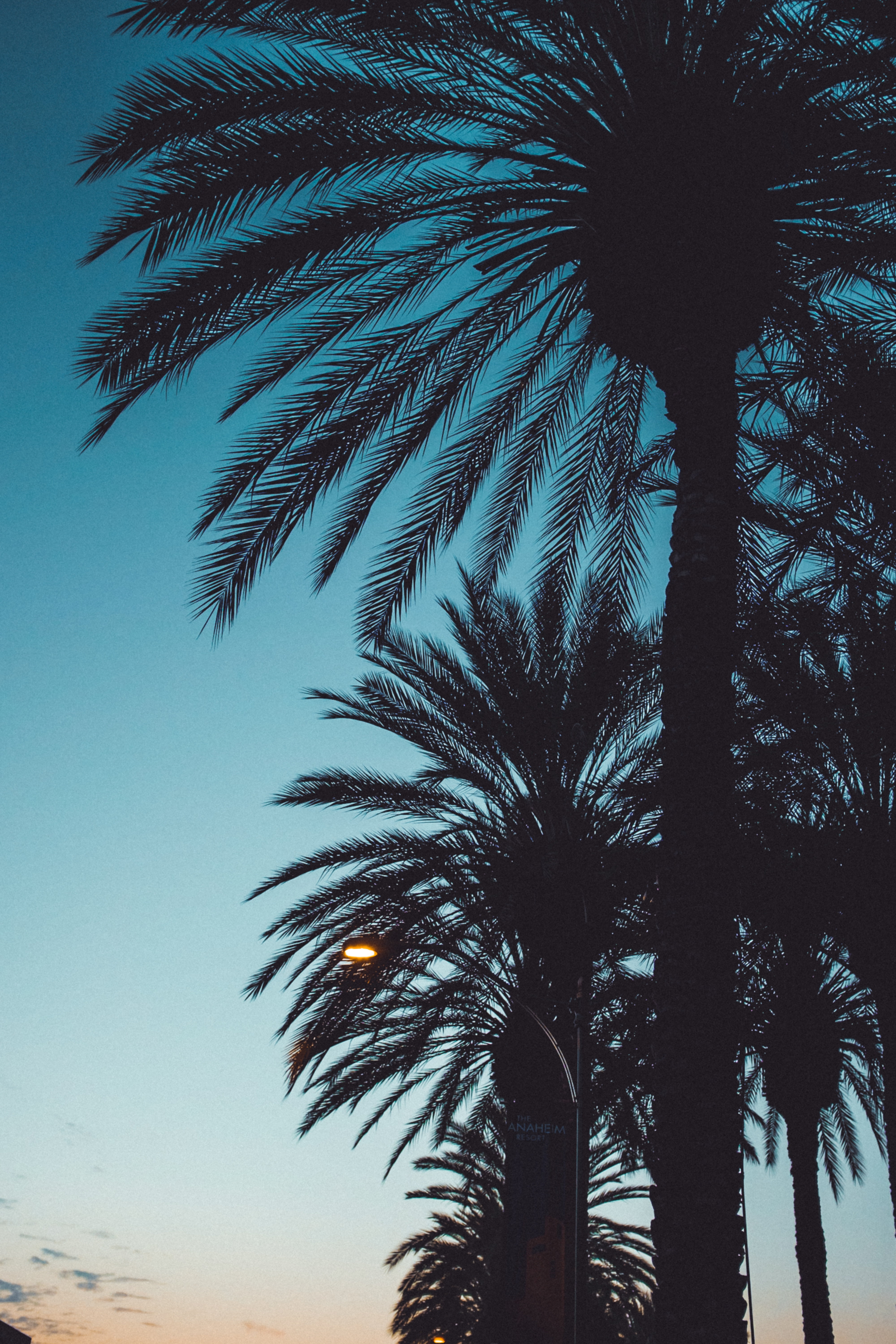 outdoors, beach, tropical tree, summer, forest, vacations, coconut, landscape, beauty in nature, scenics, growth, tree, trunk, tree trunk, silhouettes, Phone HD Wallpaper