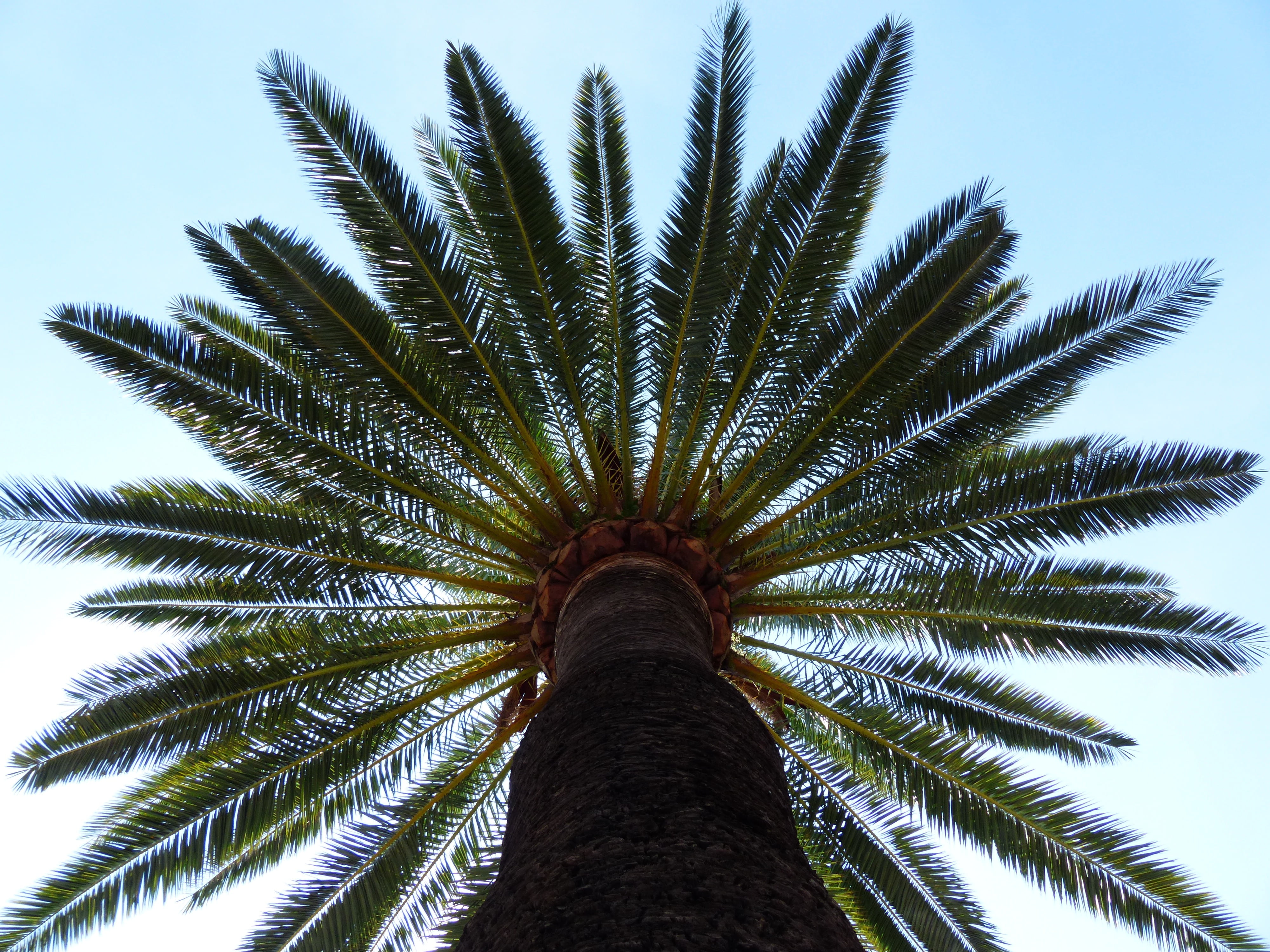 tranquility, wedel, beauty in nature, date palm, photography, shade tree, frond, palm leaf, coconut palm tree, tall - high, trunk, leaves, growth, 4K, HD Wallpaper