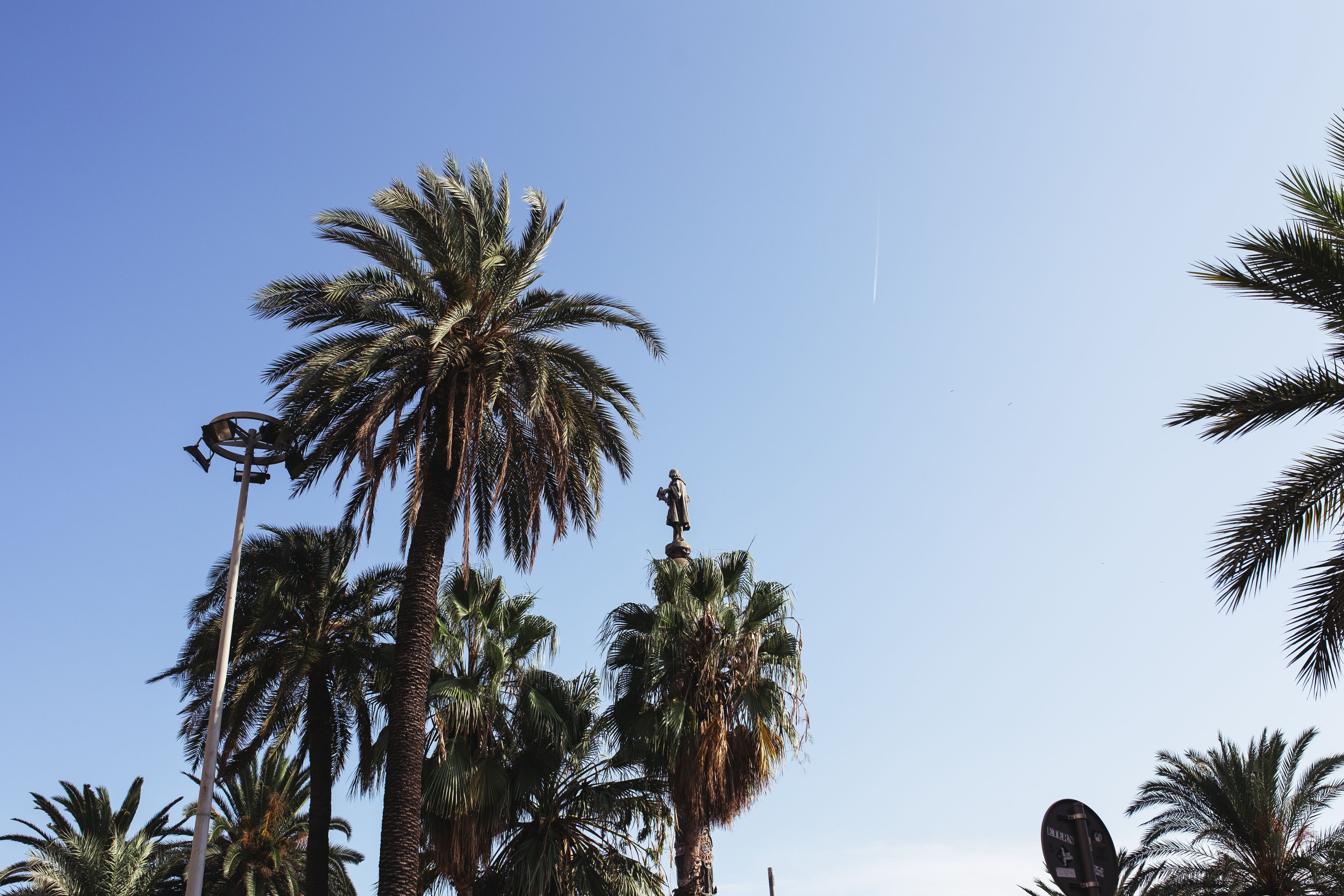 summer, scenics - nature, tree, sky, palms, beach, plant, Spain, tropic, tropical tree, date palm tree, clear sky, mediterranean, no People, Palm trees, HD Wallpaper