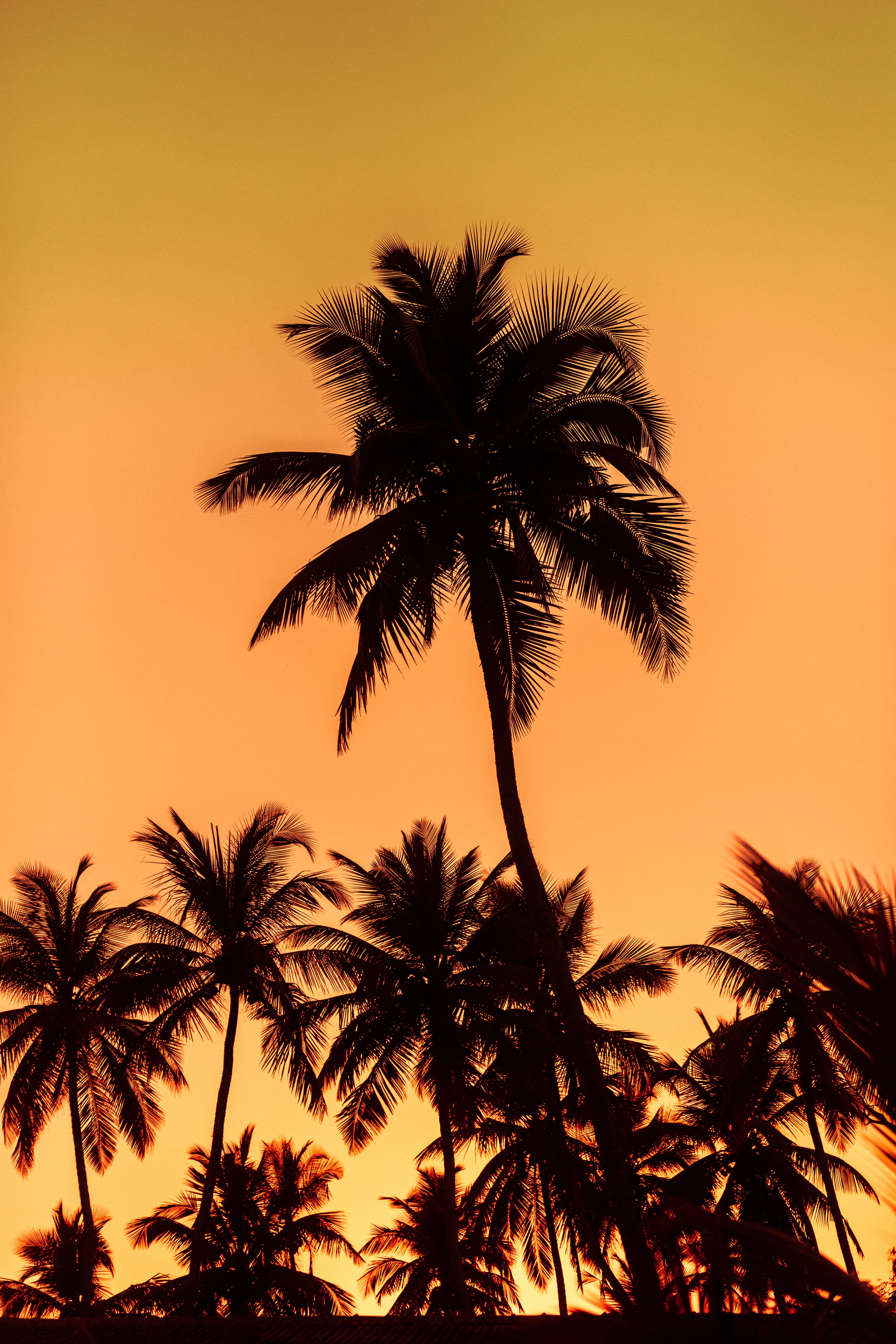 nature, silhouettes, beauty in nature, sunset, palms, tropical tree, plant, tree, coconut palm tree, romantic sky, low angle view, growth, 4K, palm tree, Phone HD Wallpaper