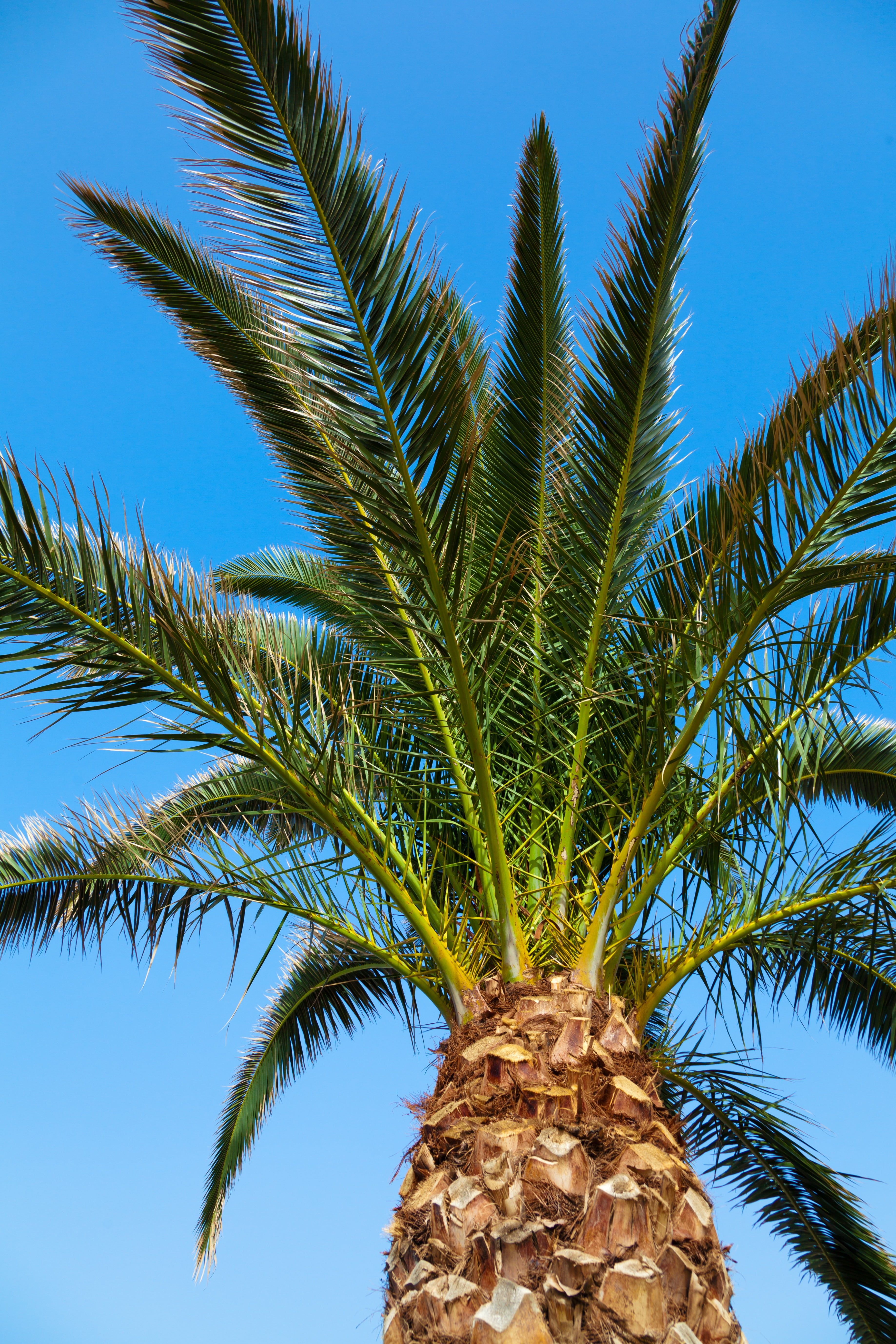 summer, nature, clear sky, tropical Climate, sunny, holiday, low angle view, outdoors, leaves, vacation, palm, leaf, tropical fruit, directly below, food and drink, Phone HD Wallpaper