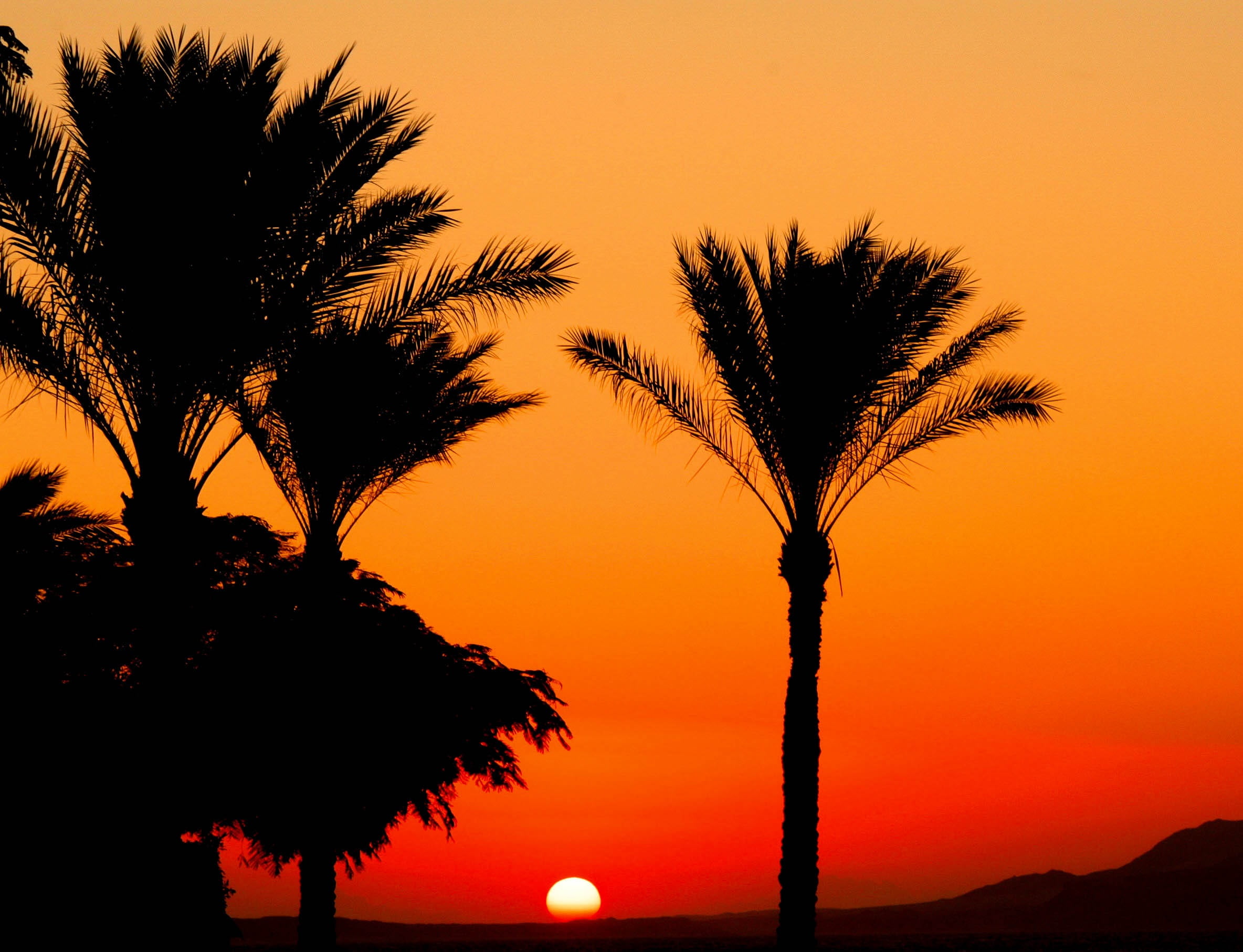 scenics - nature, palm tree, landscape, land, outdoors, to rise, silhouette, dawn, nature, back lit, beauty in nature, no people, color, date palm tree, HD Wallpaper
