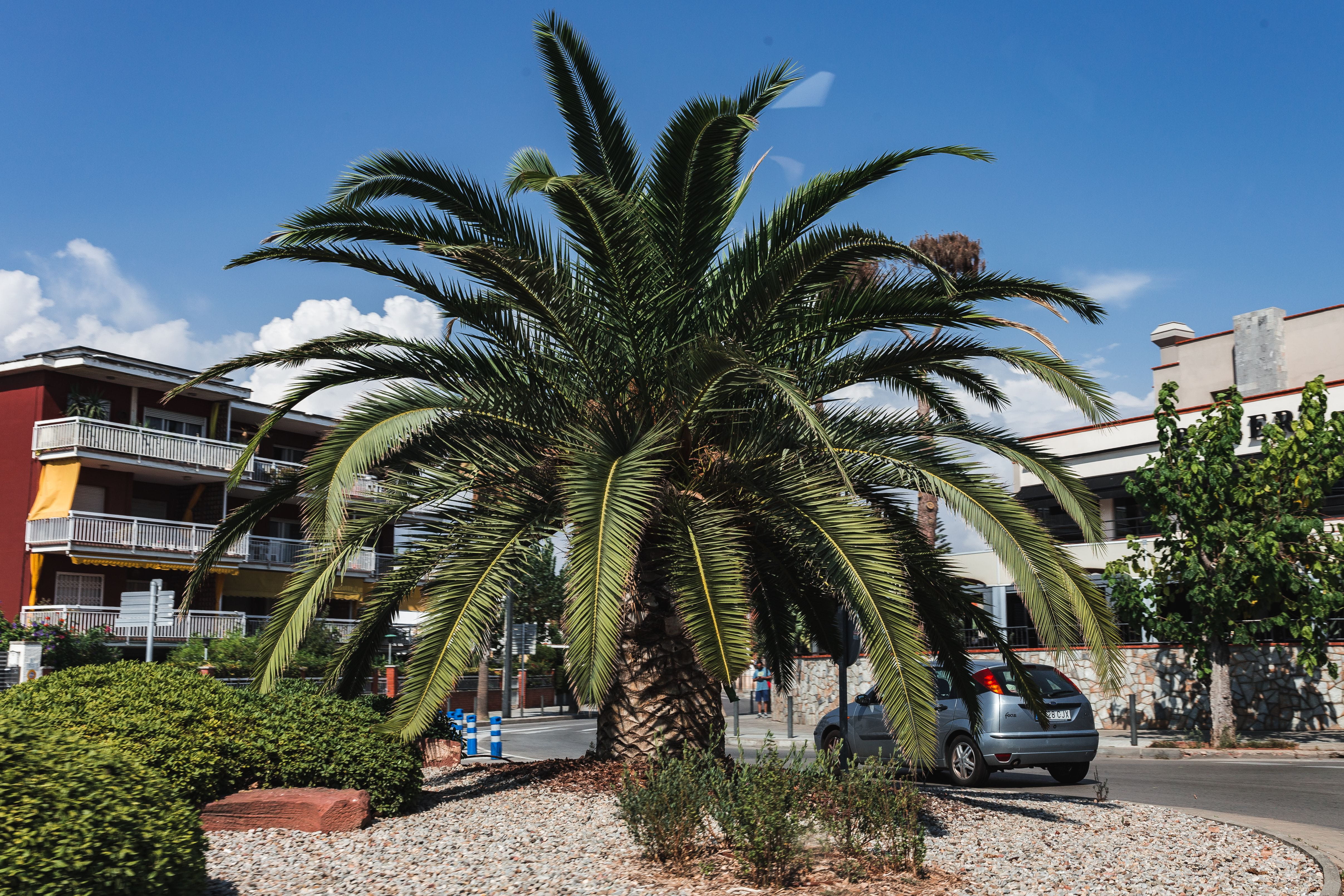 plant, palms, building, barcelona, tropical, Palm trees, transportation, mediterranean, building Exterior, vacation, tropical Climate, tropic, growth, day, HD Wallpaper