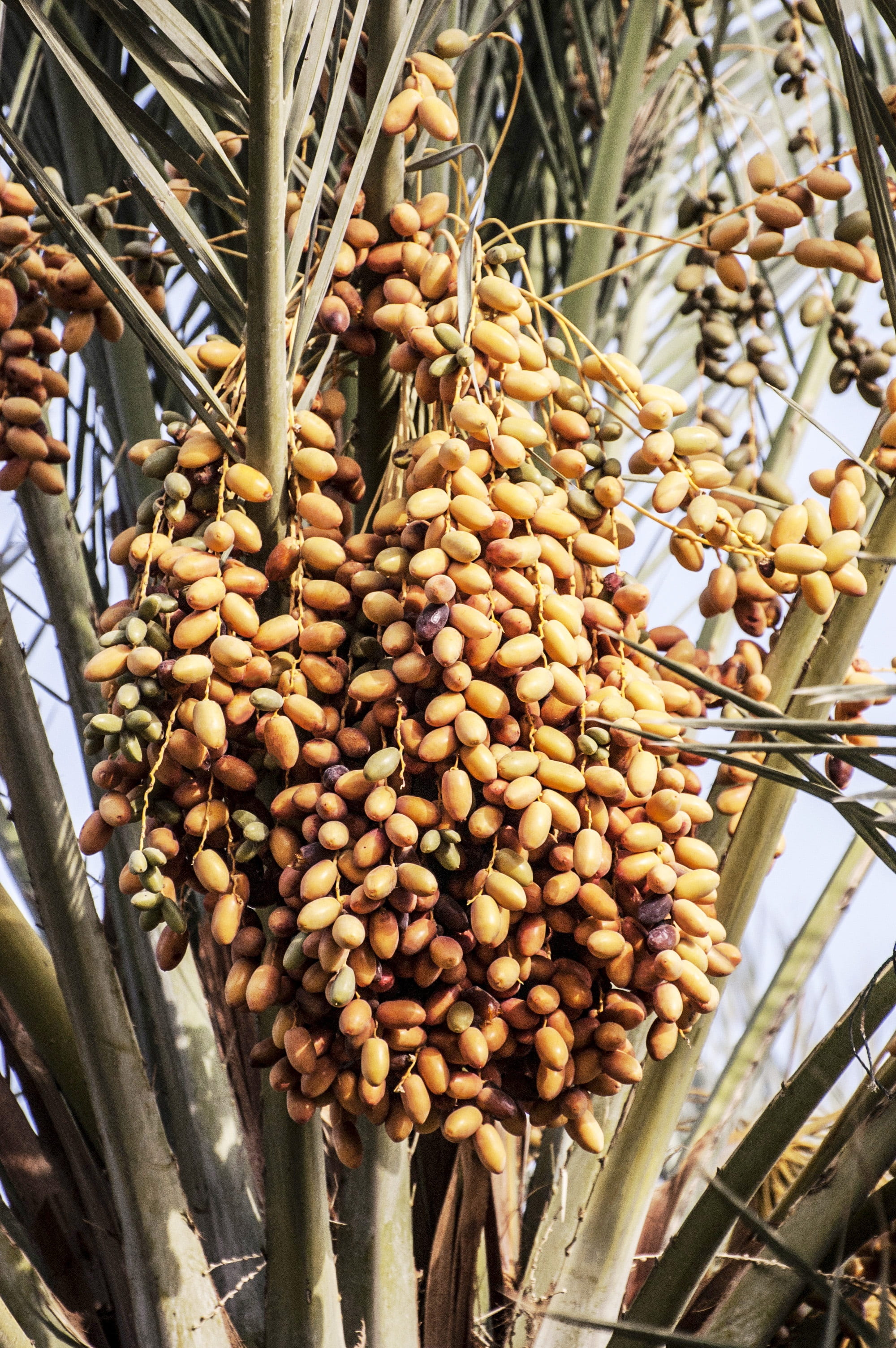 hanging, outdoors, plant, food, food and drink, outdoor, low angle view, ripe, fresh, summer, agriculture, large group of objects, growth, tree, plantation, Phone HD Wallpaper