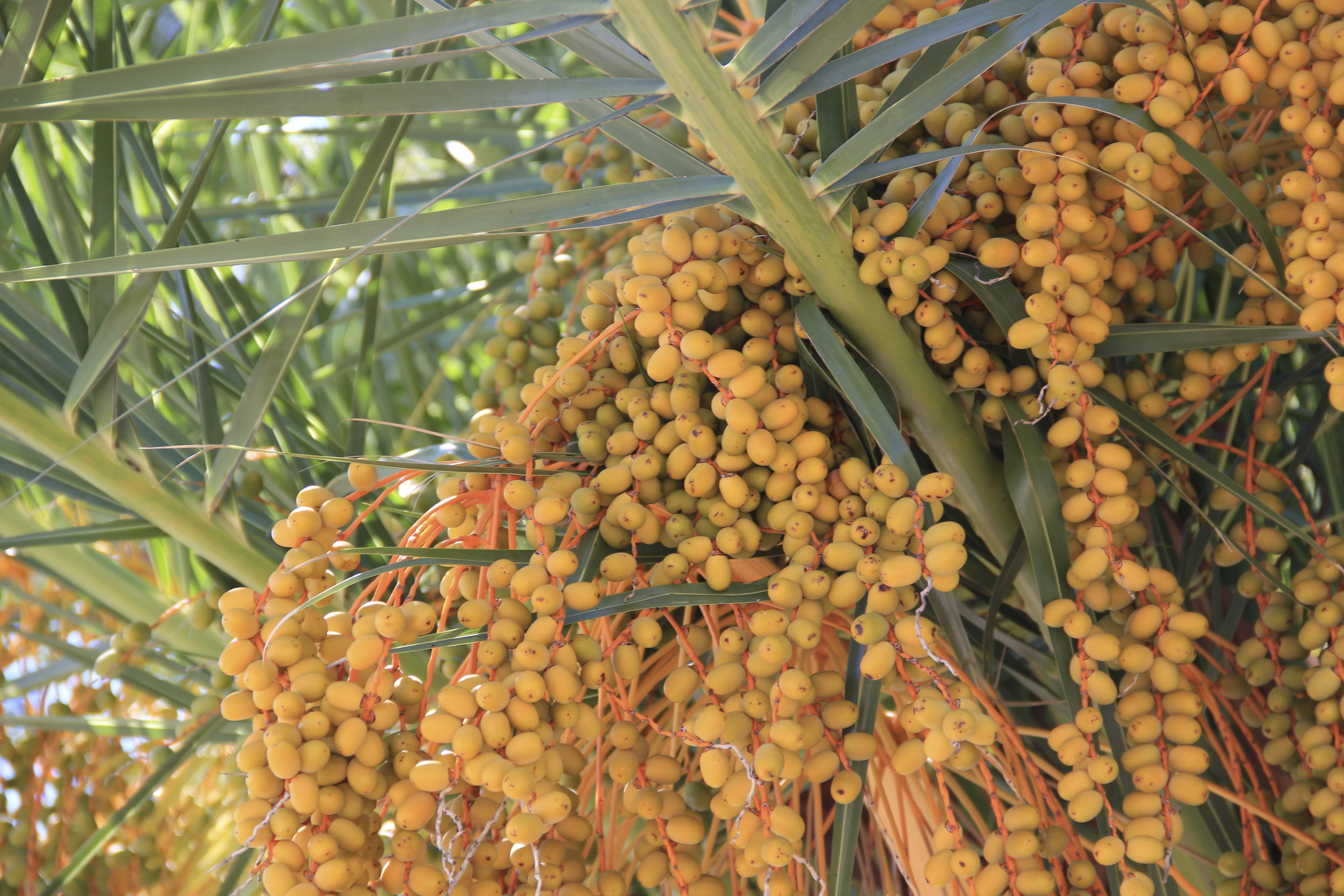 day, plant, 5K, nature, low angle view, fruits, wellbeing, palm tree, organic, outdoors, summer, fresh, abundance, food, large group of objects, dried fruit, HD Wallpaper