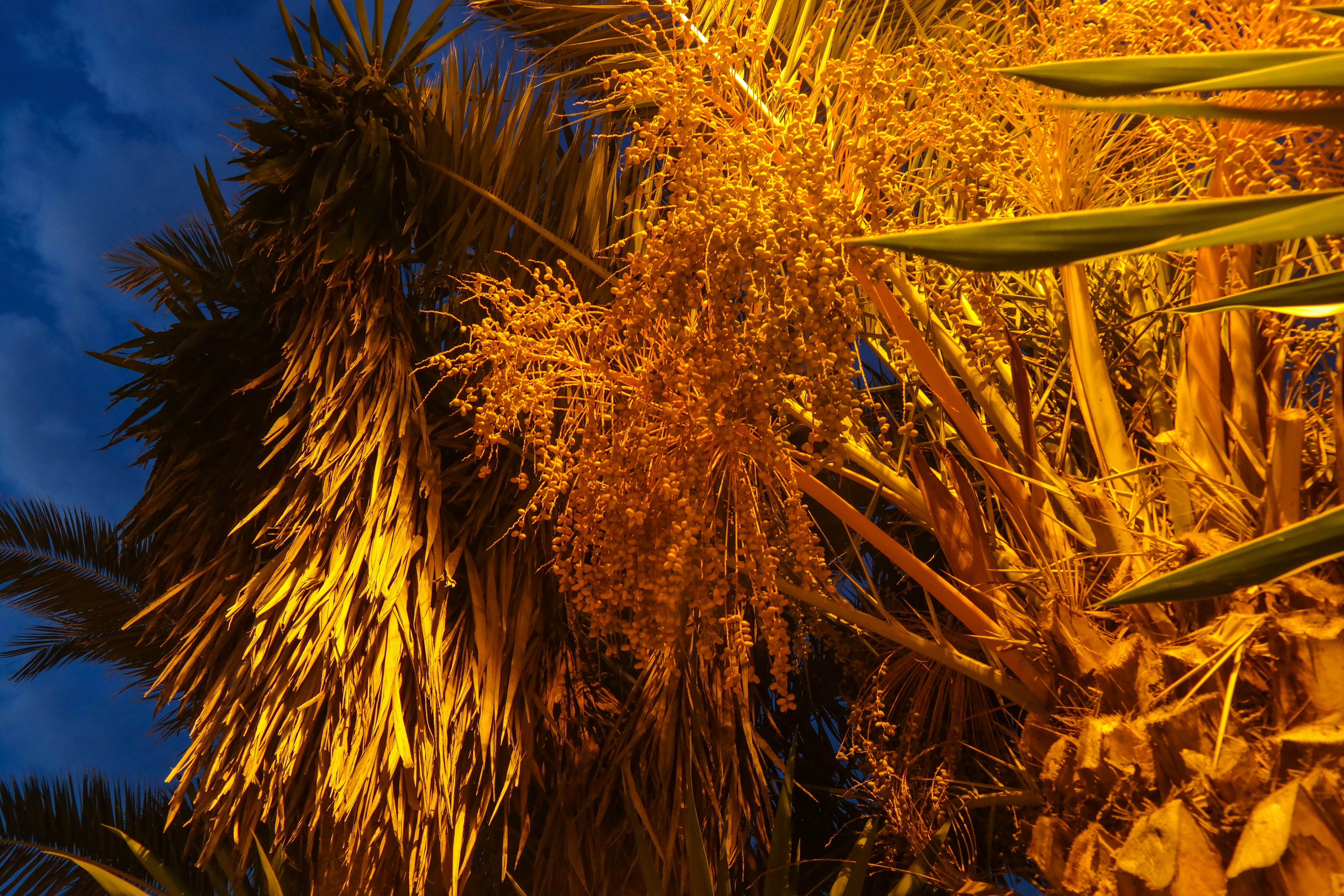 sunlight, tree, outdoors, tropical climate, 5K, day, land, tranquility, sky, date palm, palm leaf, beauty in nature, no people, dates, field, plant, nature, HD Wallpaper