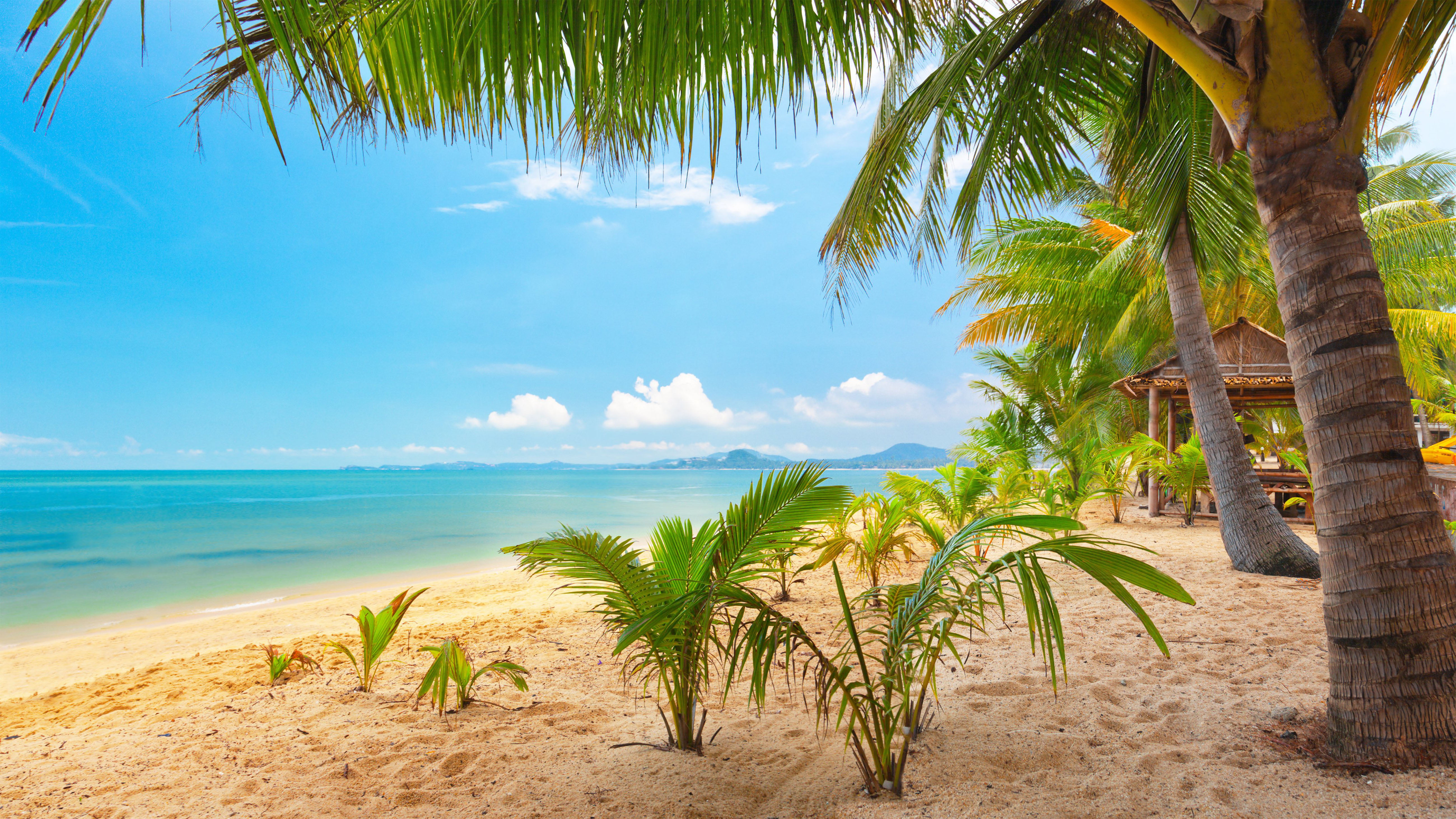 trees, beach, sand, palm, summer, 5K, hd, ocean, garden, blue, sea, HD Wallpaper