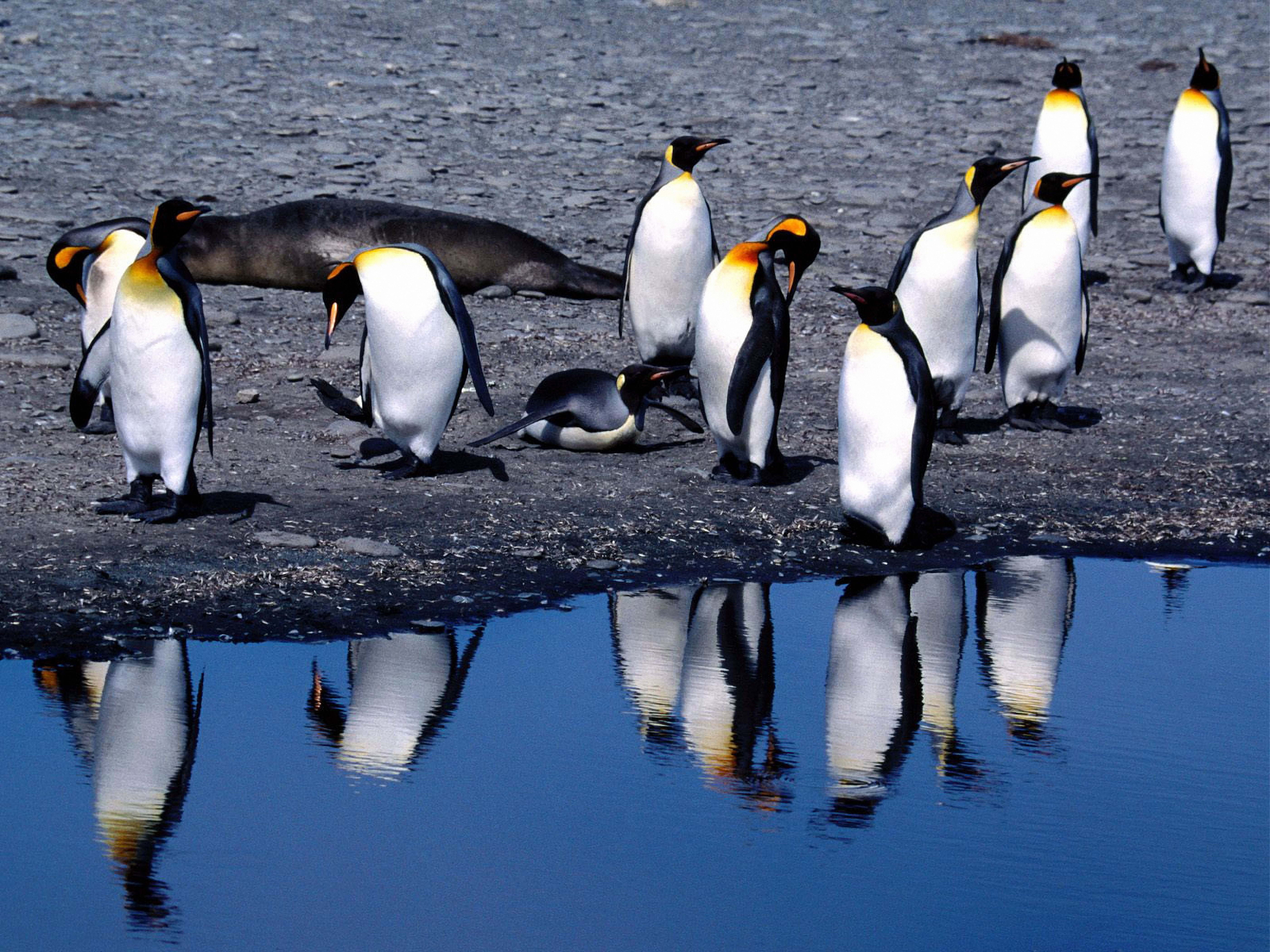 water Bird, ice, penguins, animal, waddling, standing, animal wildlife, sea, water, flock, thaw, king, group Of Animals, wild Animals, nature, animals In The Wild, HD Wallpaper