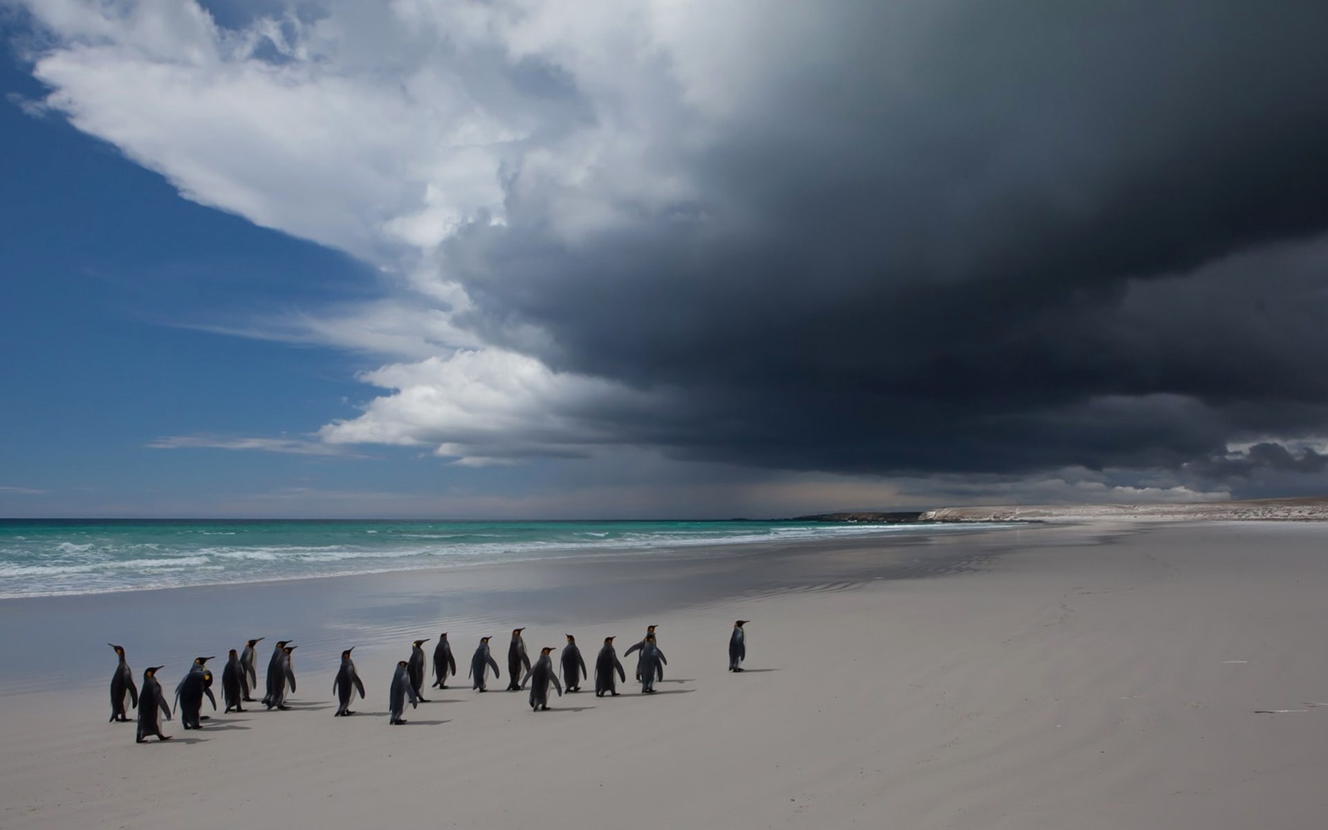 flock, sea, bird, clouds, landscape, penguin, 1080P, sky, penguins, HD Wallpaper