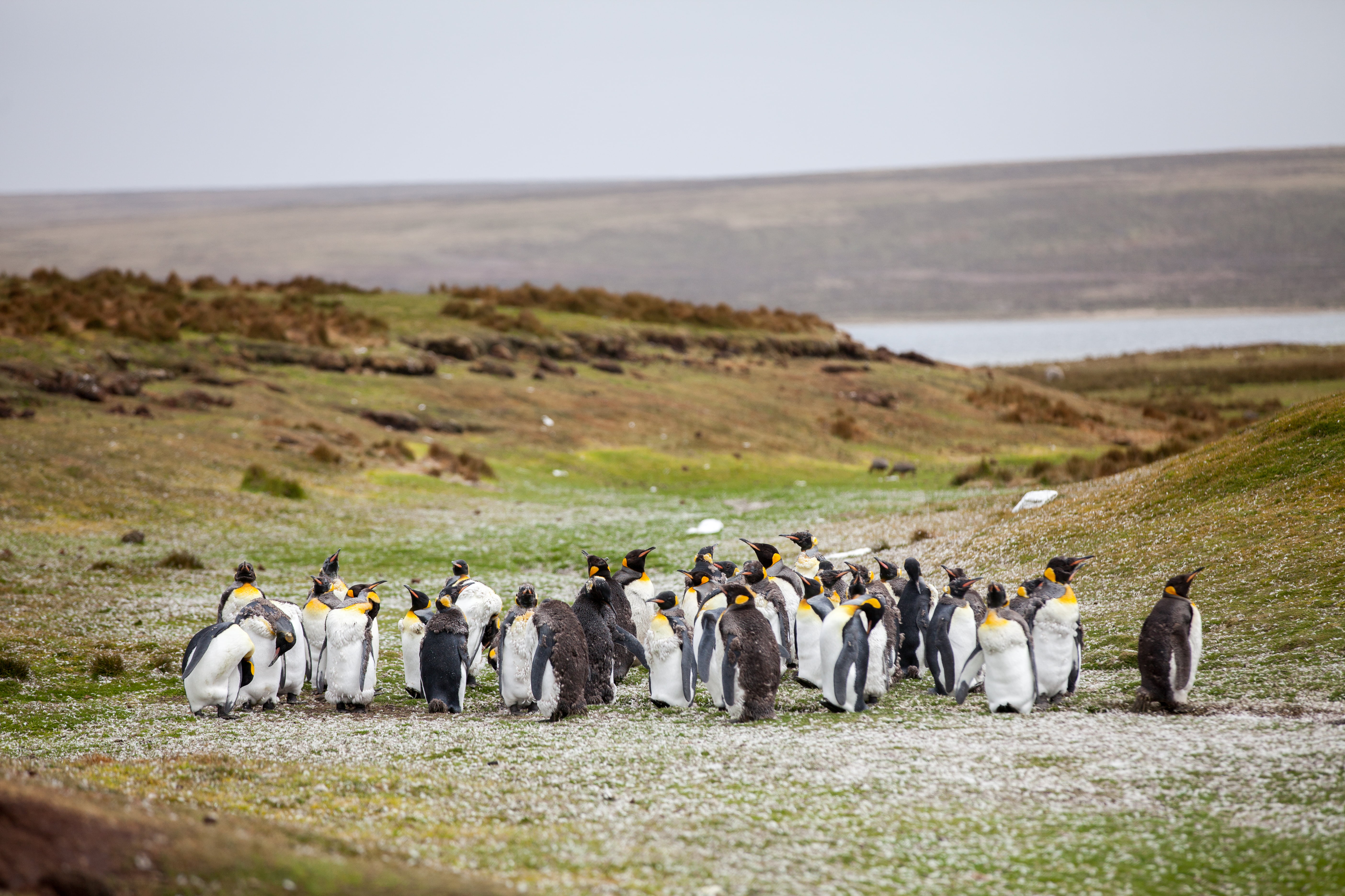iceland, animal, bird, animals In The Wild, land, penguin, flock, penguins, outdoors, grass, group of people, crowd, waddling, wildlife, day, mammal, field, HD Wallpaper