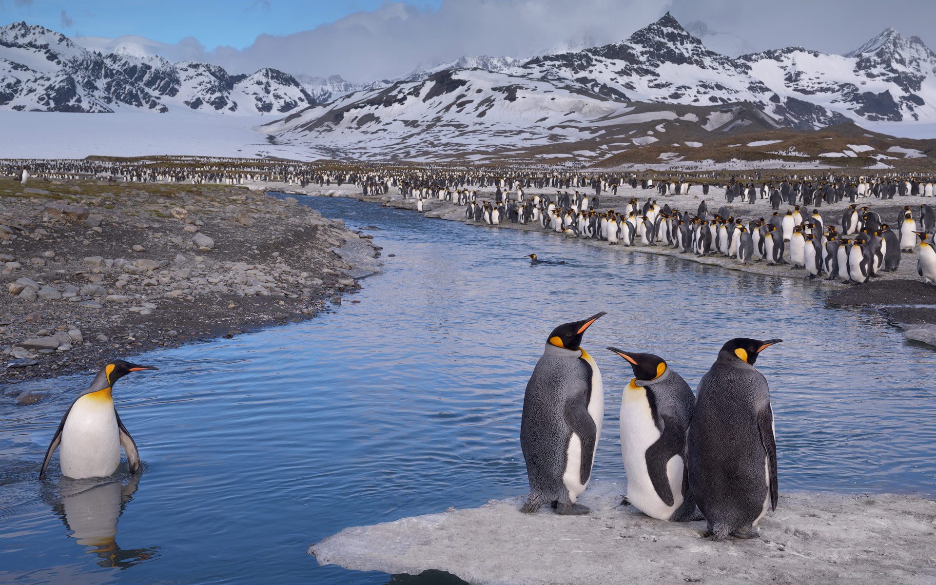 aptenodytes, colony, penguin, saint, tablet, king, bay, south, patagonicus, phones, hd, georgia, andrews, pc, mobile, 1080P, desktop, HD Wallpaper