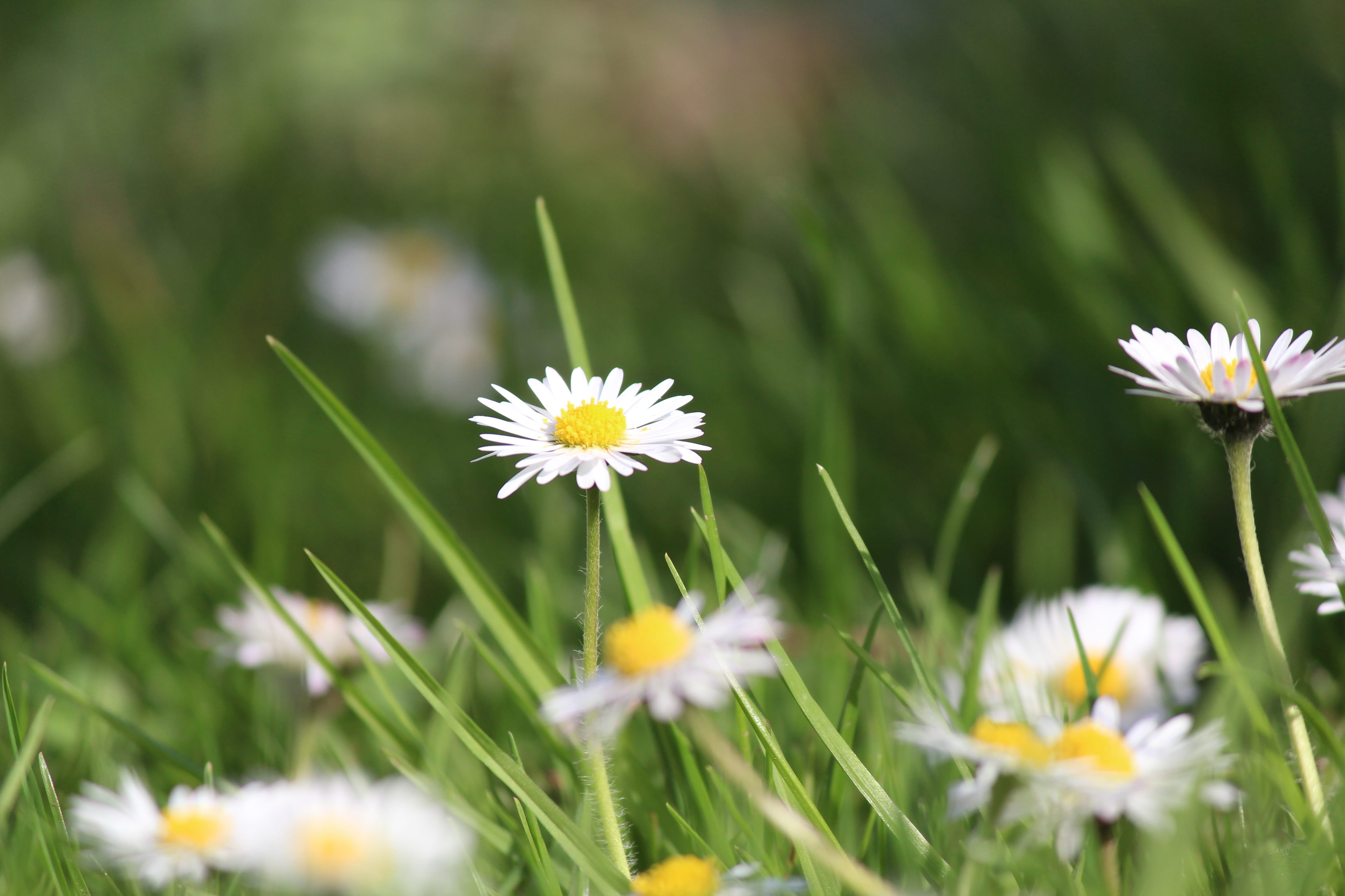 flowers, summer, selective focus, flower head, freshness, flower, fragility, field, outdoors, vulnerability, 5K, white color, petal, close-up, plant stem, HD Wallpaper