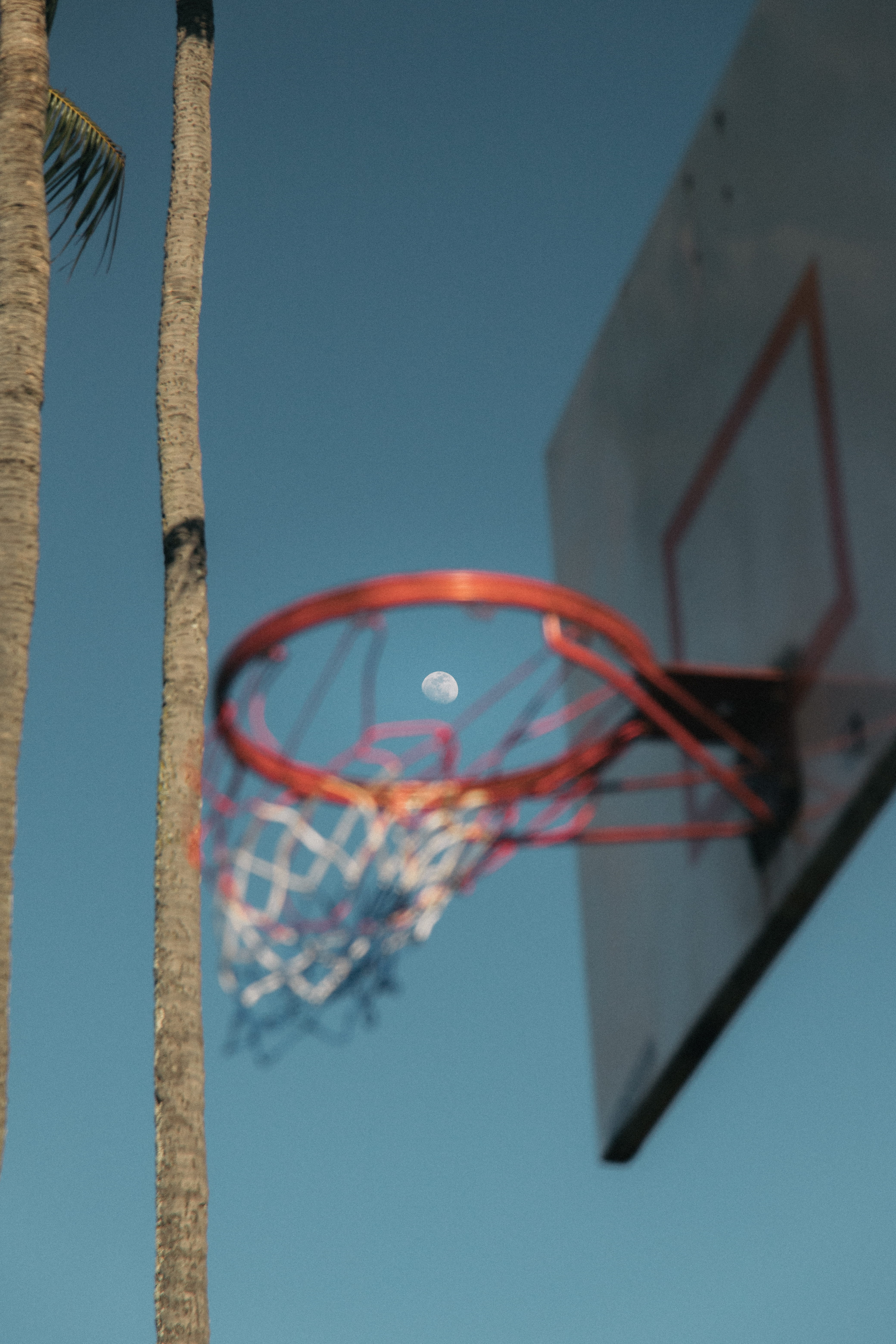 hoop, architecture, metal, sport, close-up, sky, palm tree, blue, clear sky, sports, 5K, game, basketball backboard, tree, built structure, palms, nature, Phone HD Wallpaper