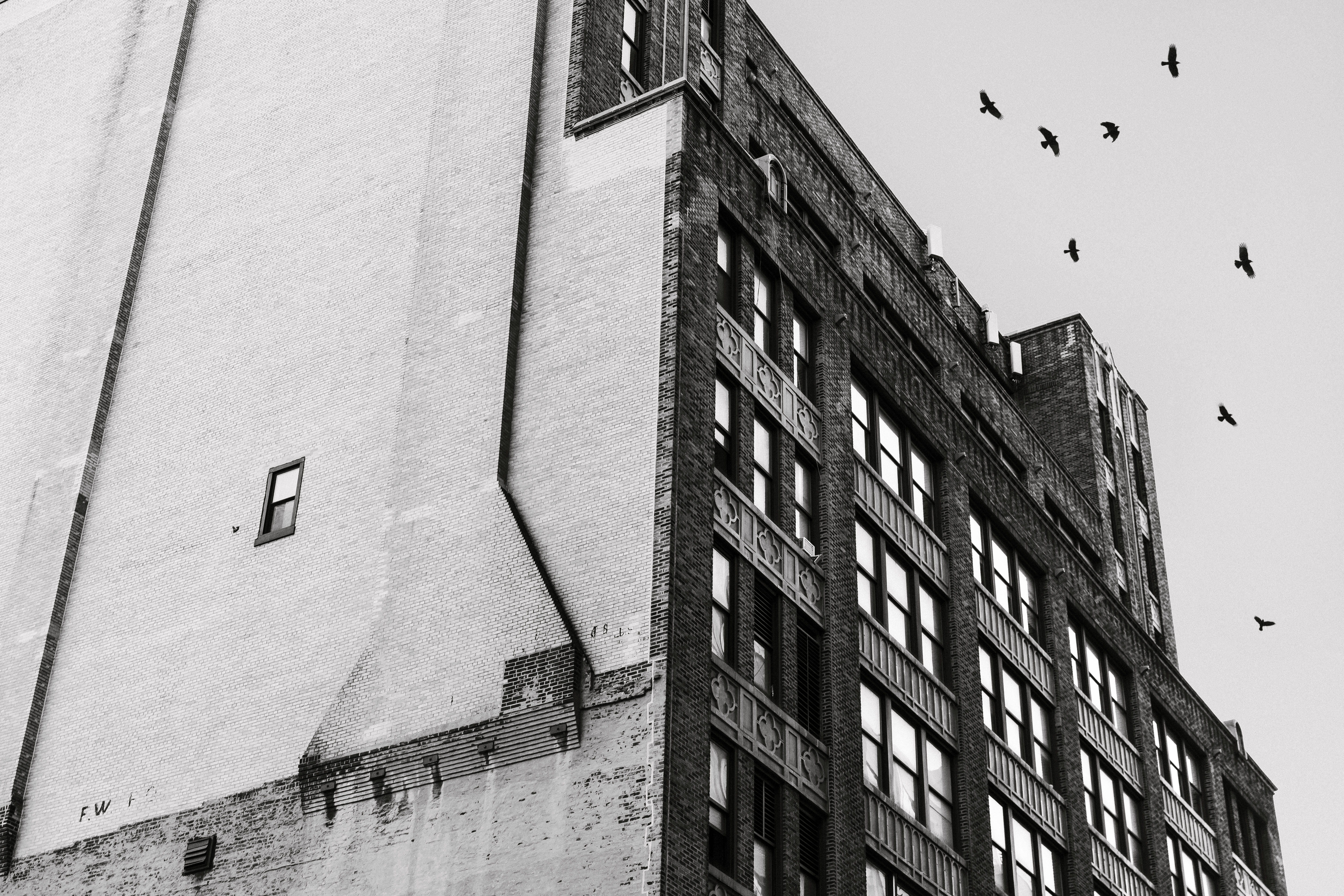 5K, day, bird, animals in the wild, flying, flock of birds, window, sky, animal, building Exterior, black And White, birds, lazy, low angle view, black, HD Wallpaper