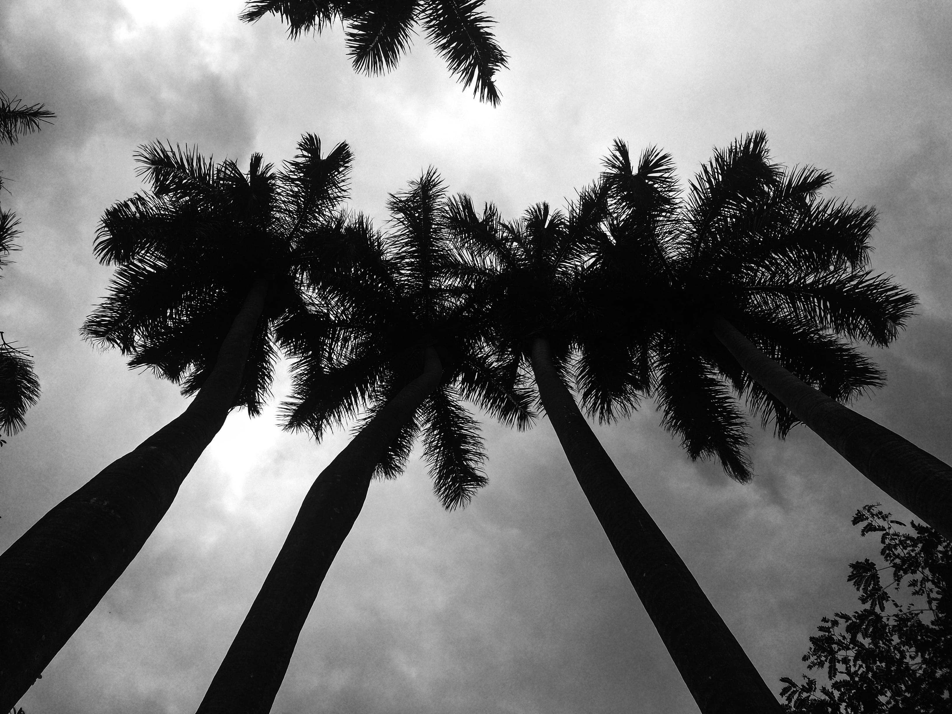 black-and-white, trunk, tree, nature, sky, wood, directly below, day, coconut palm tree, no people, low, tranquility, low angle photography, clouds, palm tree, HD Wallpaper