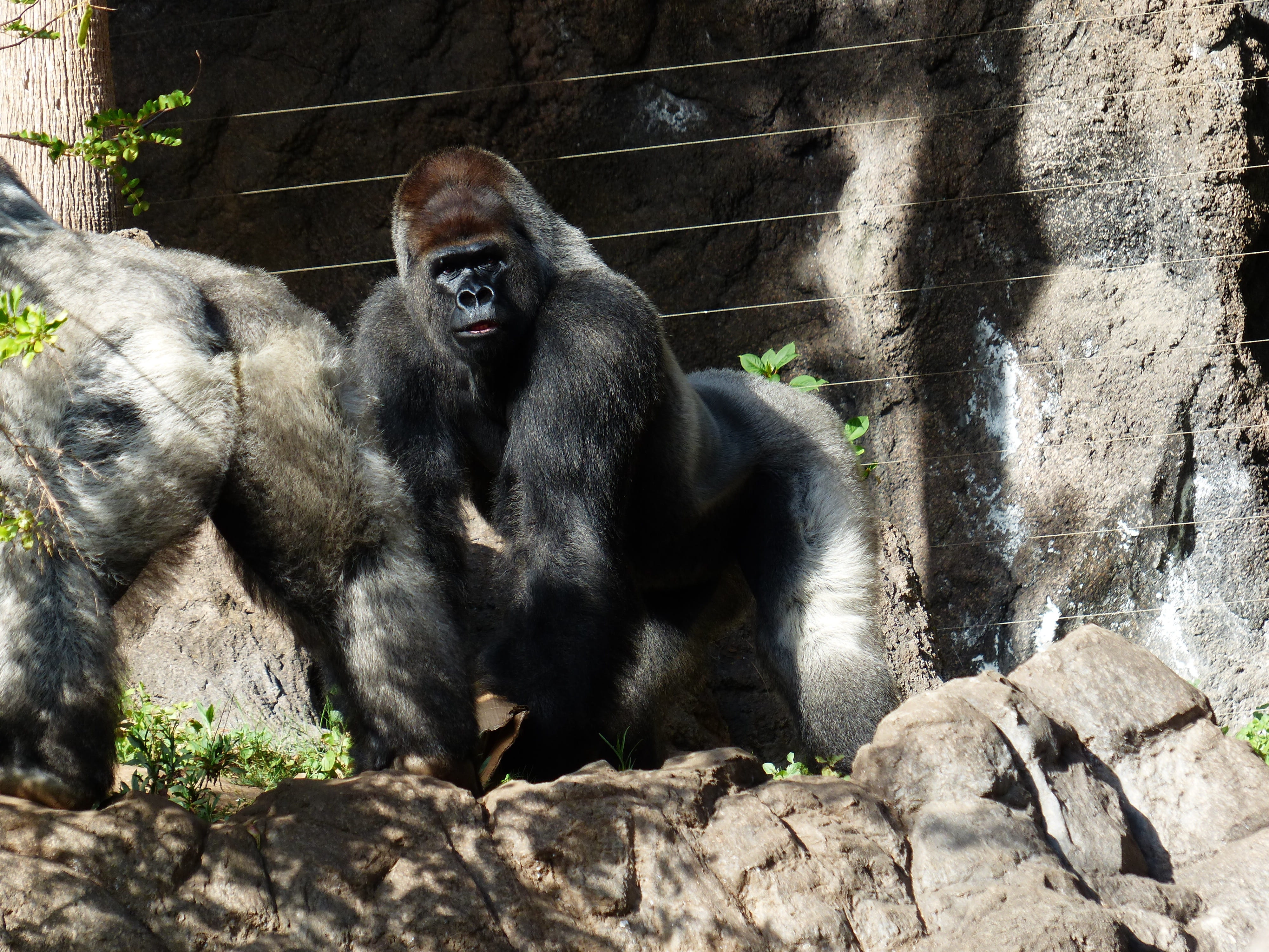 animal, silverback, outdoors, sitting, silvery grey, imposing, day, wildlife, no people, mountain gorilla, solid, black, animal wildlife, primate, Ape, HD Wallpaper