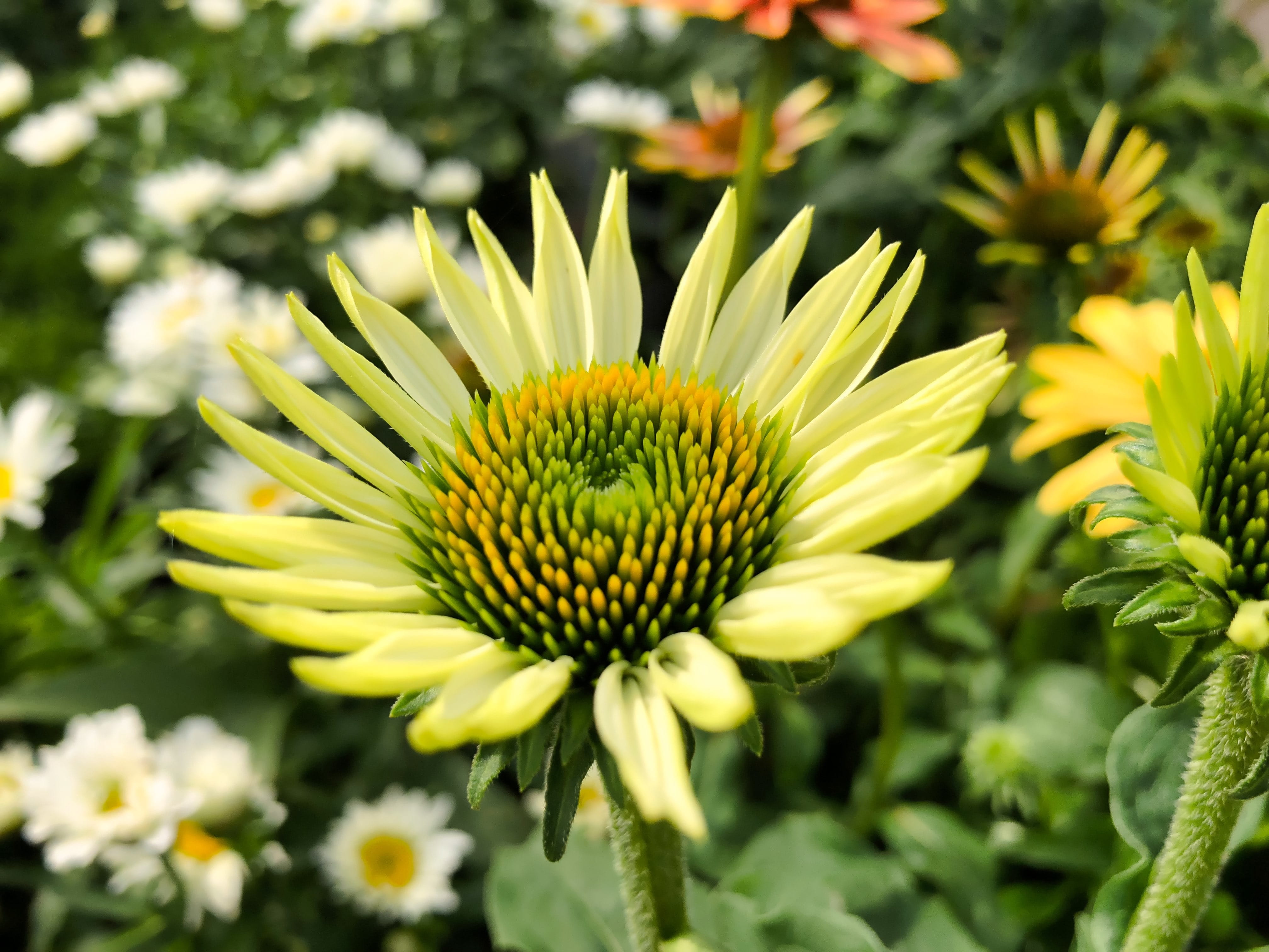 springtime, plant, yellow flowers, focus on foreground, green color, day, bloom, blossom, outdoors, mage rides, fragility, inflorescence, nature, flowering plant, HD Wallpaper