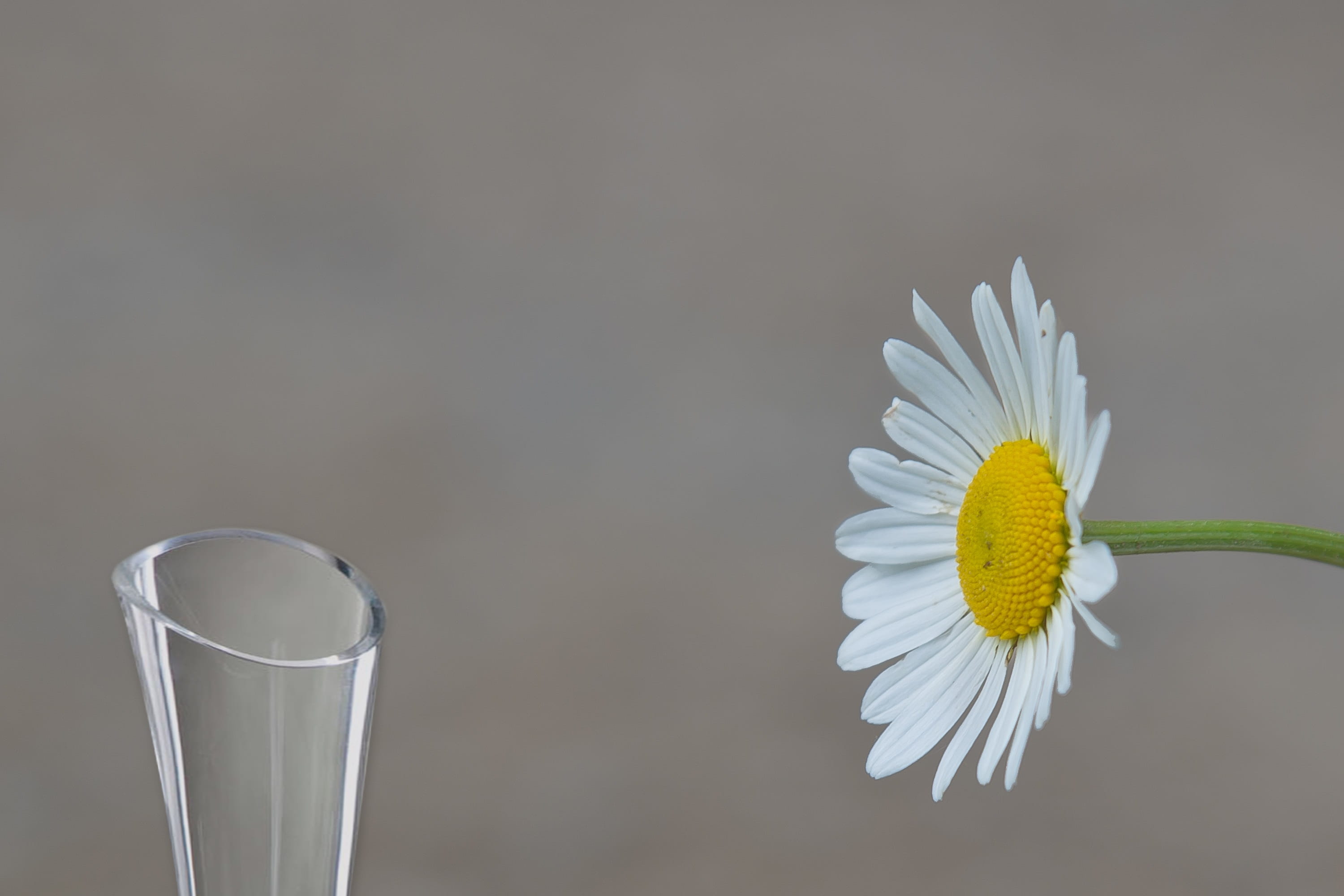 gray, copy space, close-up, daisy, flower, flower head, Mage, Flower, plant, beauty in nature, freshness, mage rides, gray background, nature, indoors, HD Wallpaper