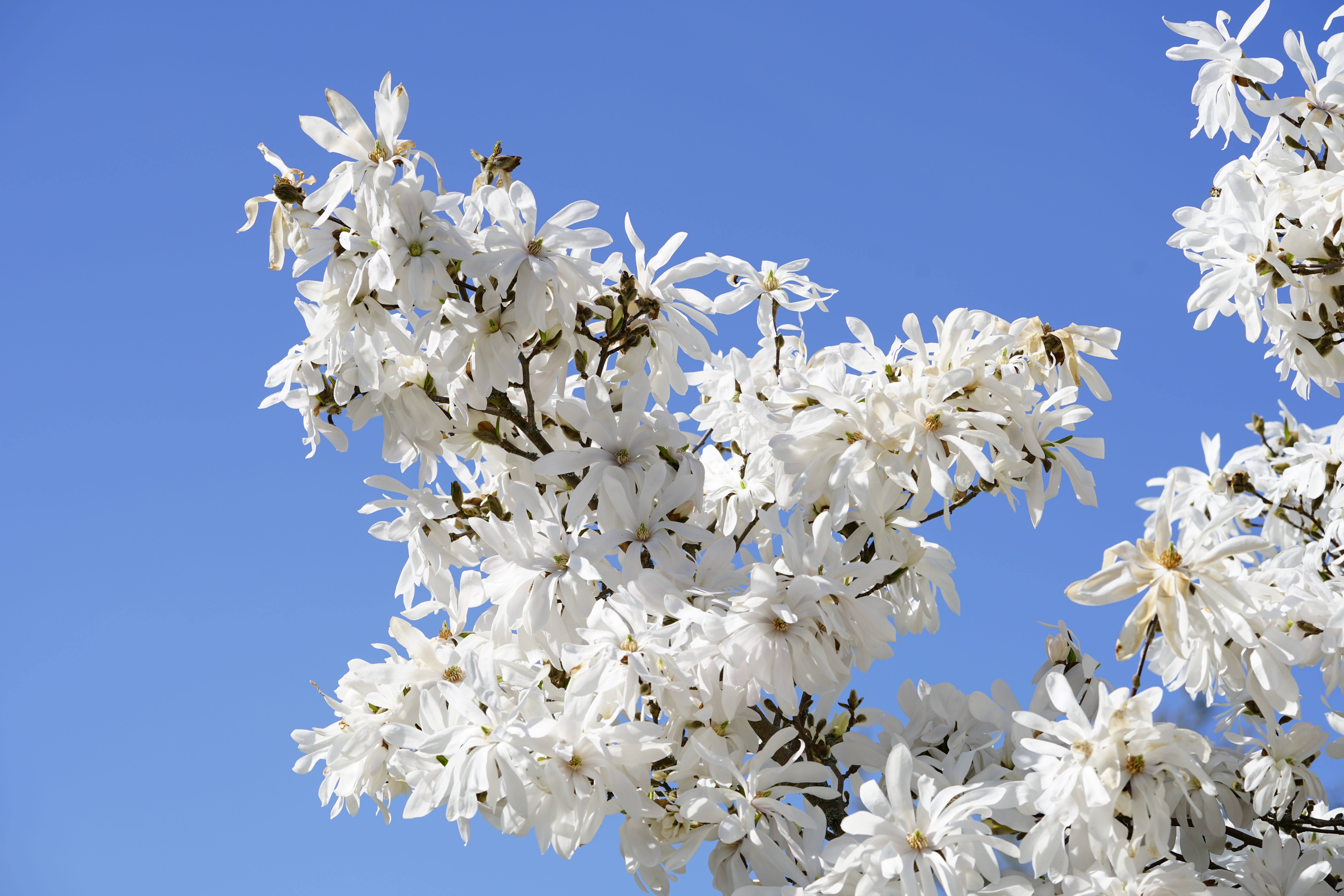 flower head, fragility, vulnerability, magnolia, bush, nature, blossom, bloom, white, no people, cherry blossom, ornamental shrub, beauty in nature, growth, HD Wallpaper