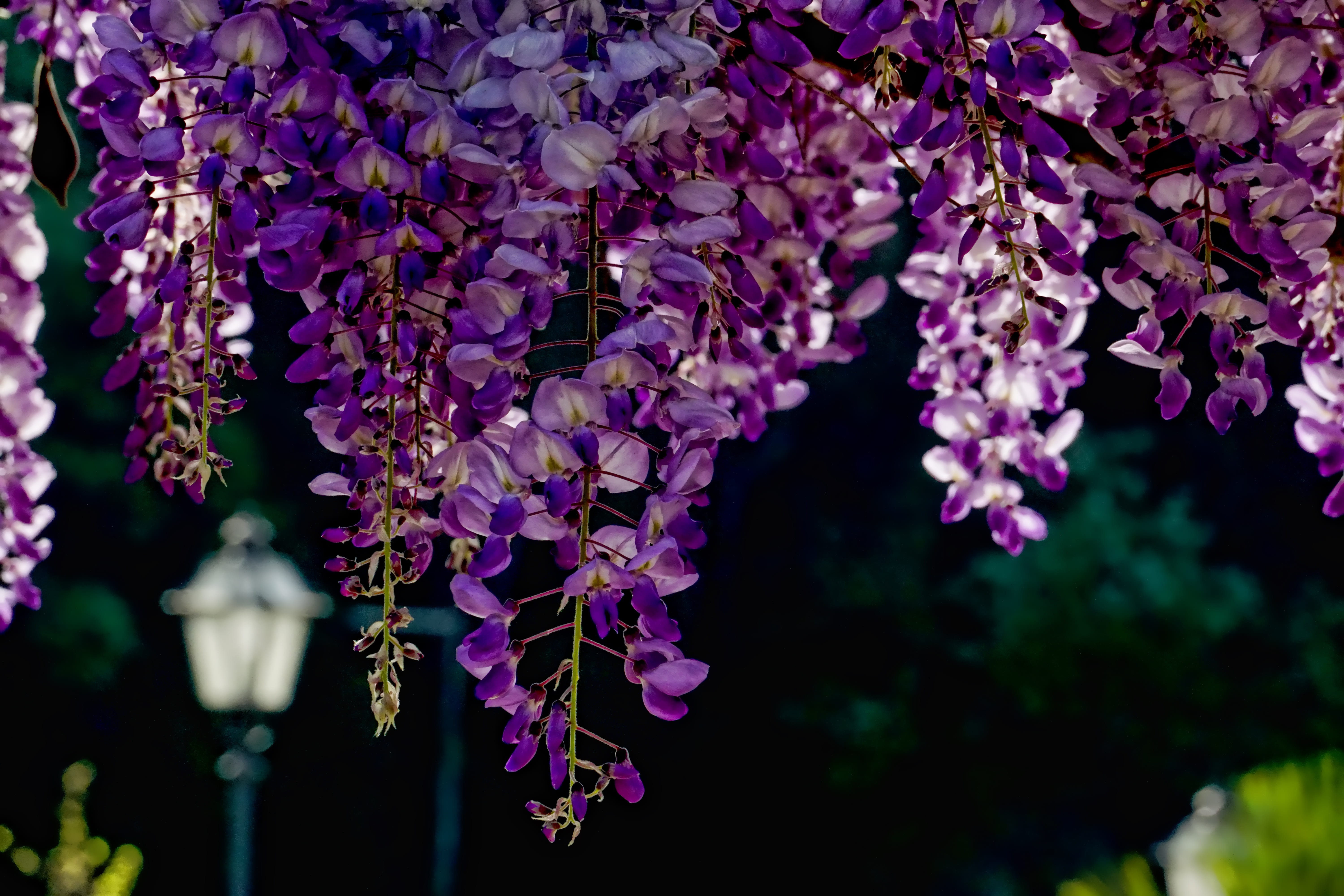 flowering plant, plant, freshness, flower, fragility, purple, beauty in nature, focus on foreground, selective, photography, branch, no people, garden, HD Wallpaper
