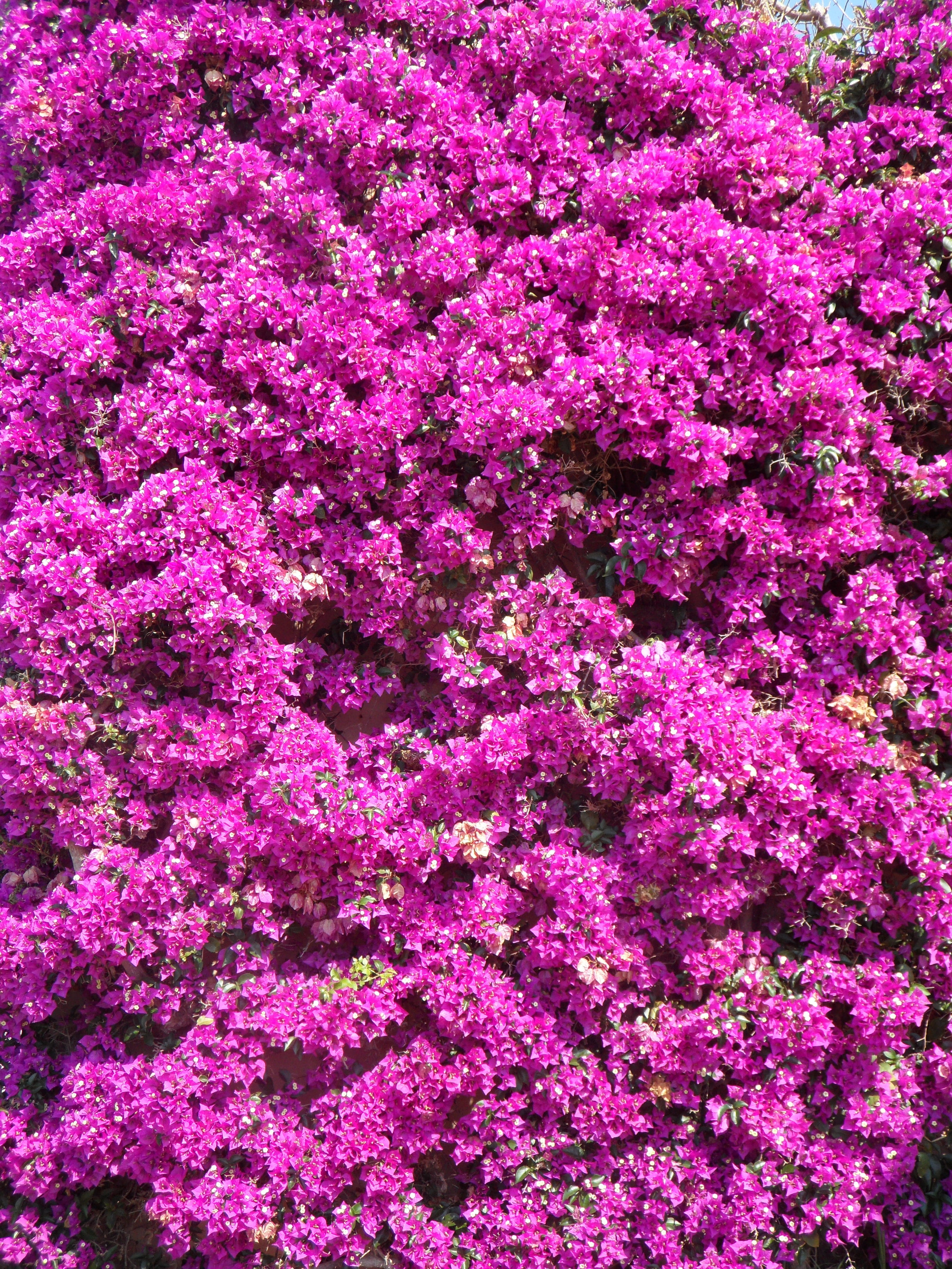 pink color, flowers, springtime, fragility, growth, bloom, purple, no people, 4K, triple flower, nature, flower head, four oclock plant, freshness, bougainvillea, Phone HD Wallpaper