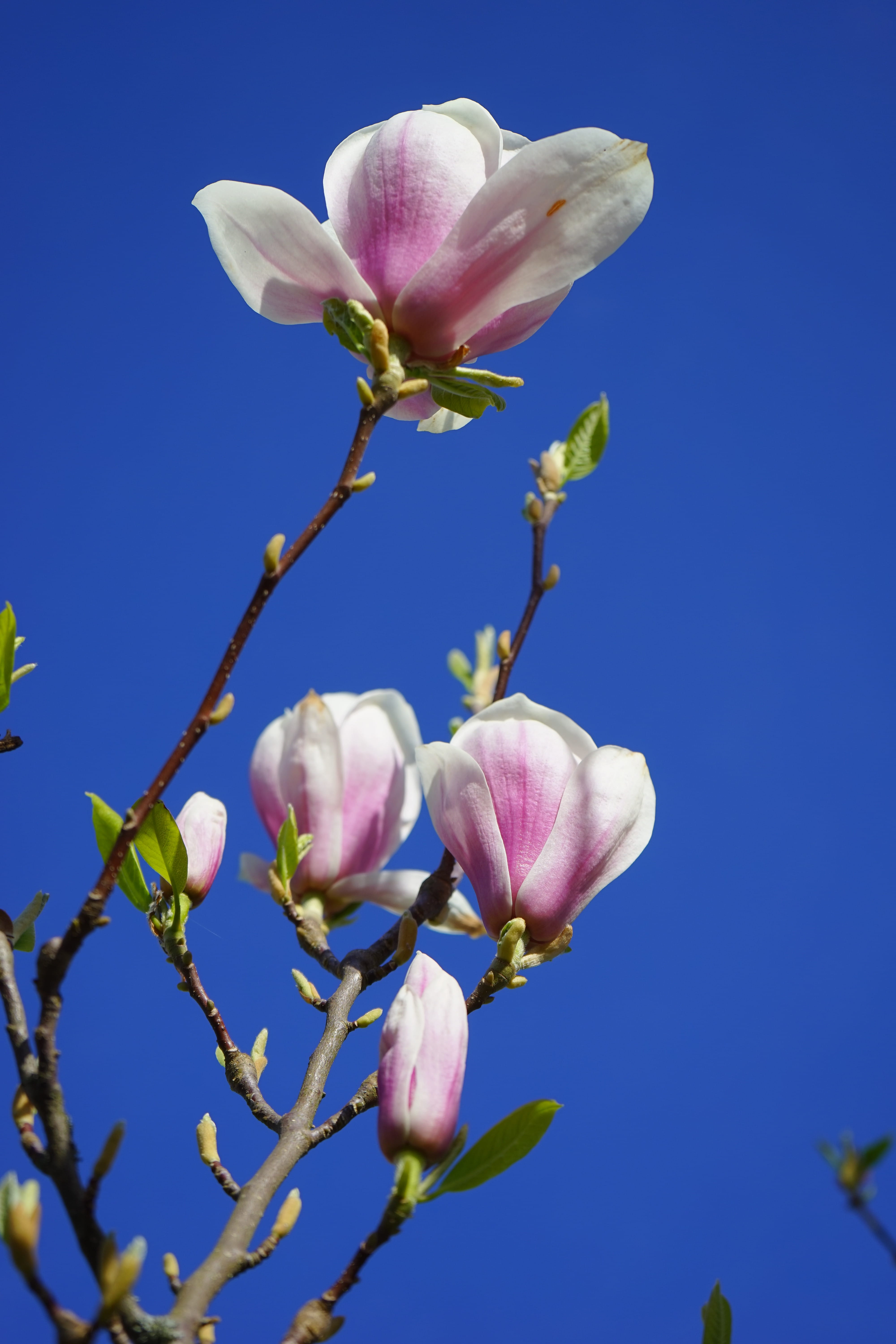 blütenmeer, pink color, close-up, fragility, outdoors, flowering plant, Flowers, beauty in nature, magnolia × soulangeana, low angle view, clear sky, 5K, Phone HD Wallpaper