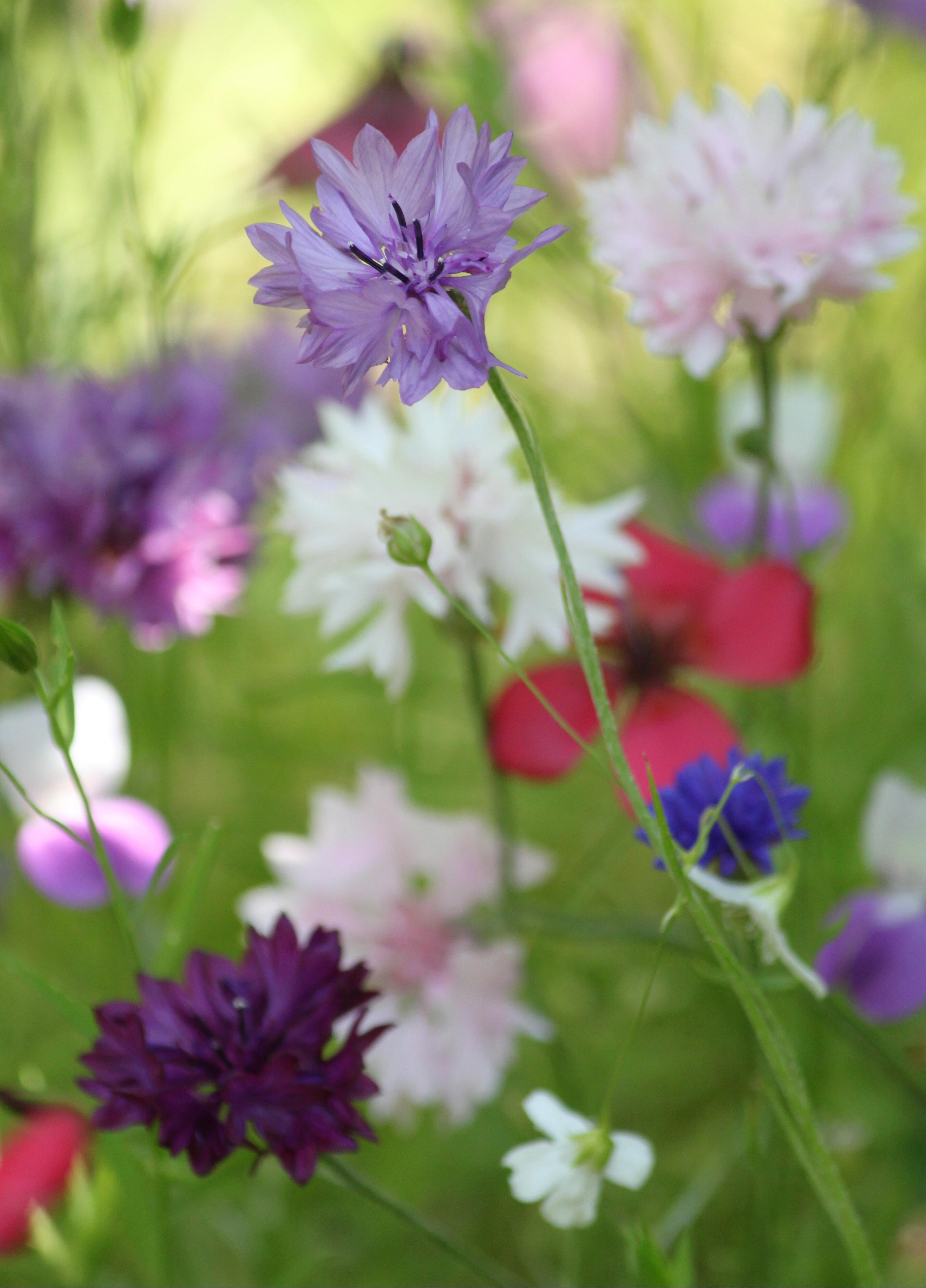 cornflowers, day, green, fragility, petals, focus, no people, flowering plant, color, bloom, lavender, outdoors, meadow, purple, colorful, 4K, freshness, Phone HD Wallpaper
