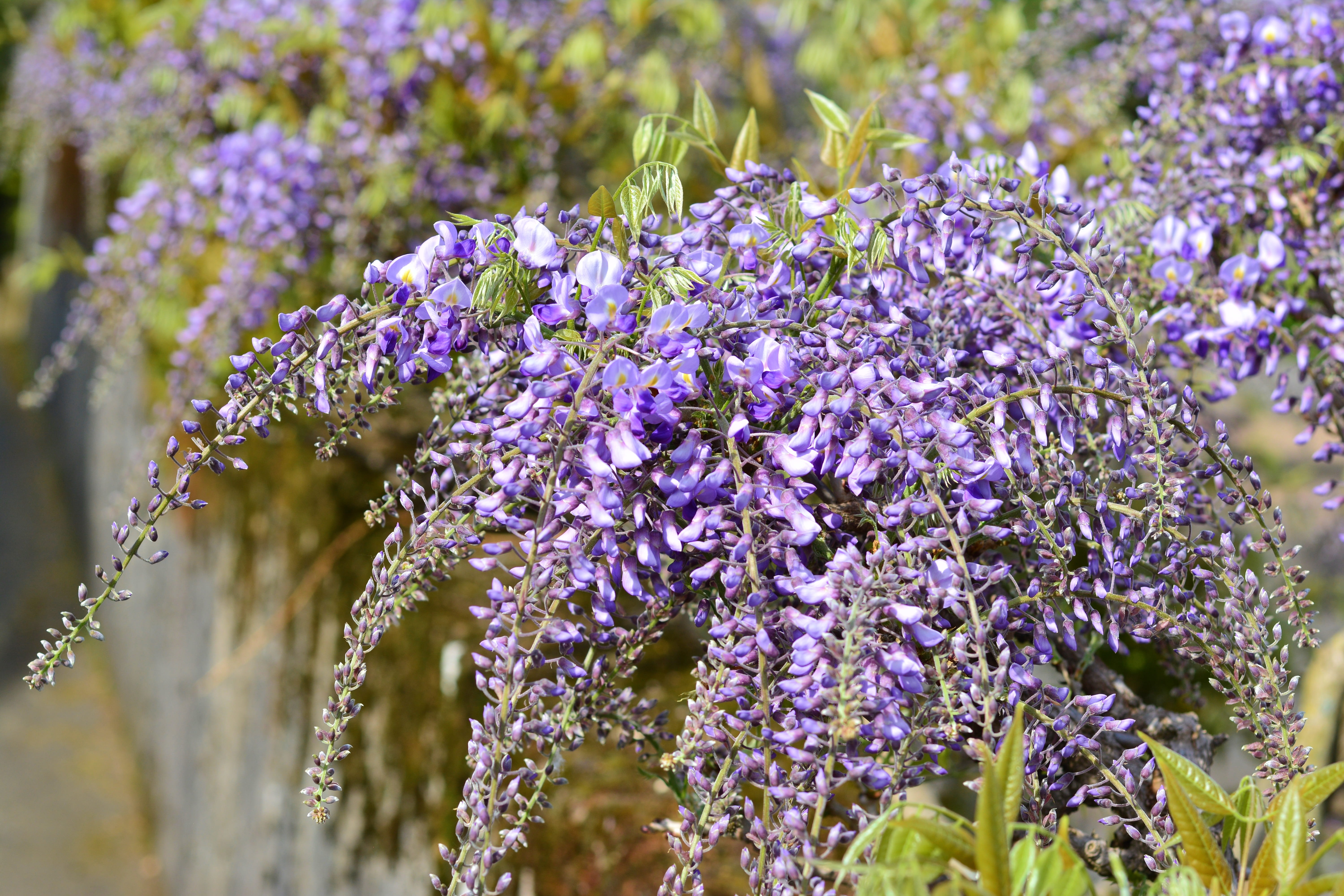 blue rain, vulnerability, flowering plant, nature, blütenmeer, day, springtime, grapey, hanging, lavender, focus on foreground, purple, violet, wisteria, HD Wallpaper