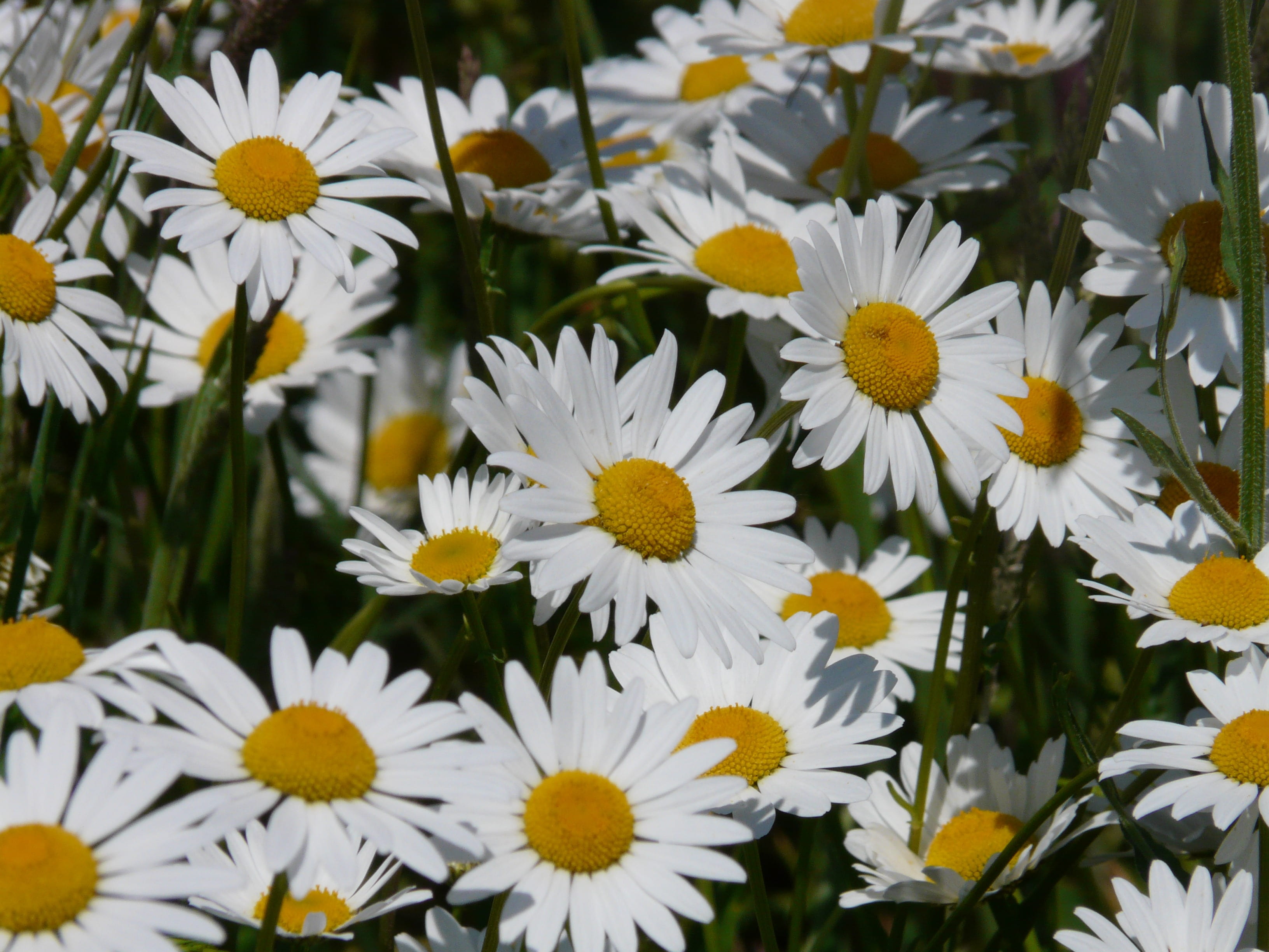 white color, marguerite, close-up, petal, freshness, meadow, paid feverfew, bloom, wild flower meadow, blossom, flower head, no people, fragility, plant, HD Wallpaper