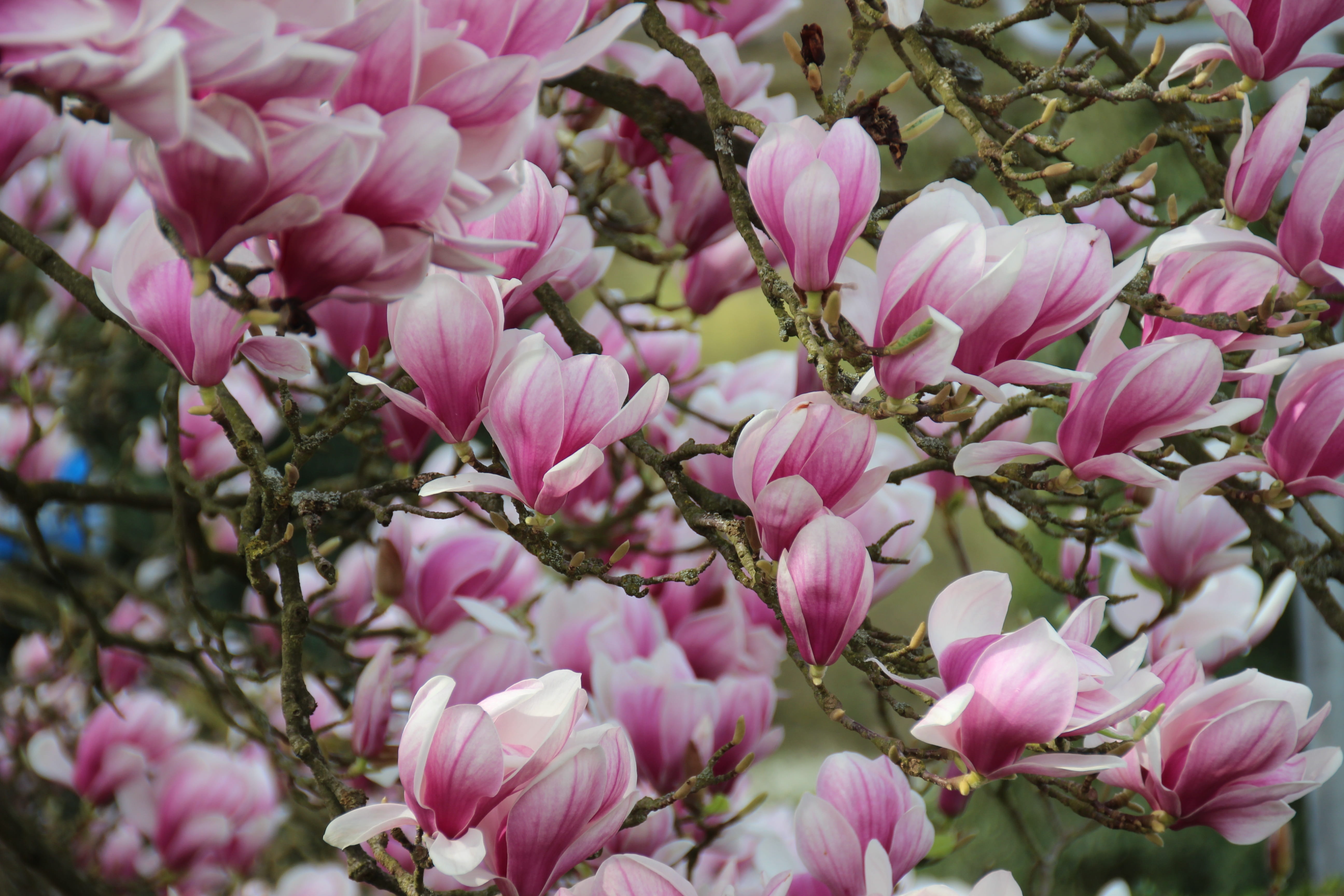 full frame, outdoors, beauty in nature, spring, pink, growth, no people, branch, garden, springtime, bloom, freshness, blütenmeer, magnolia, nature, flower, HD Wallpaper