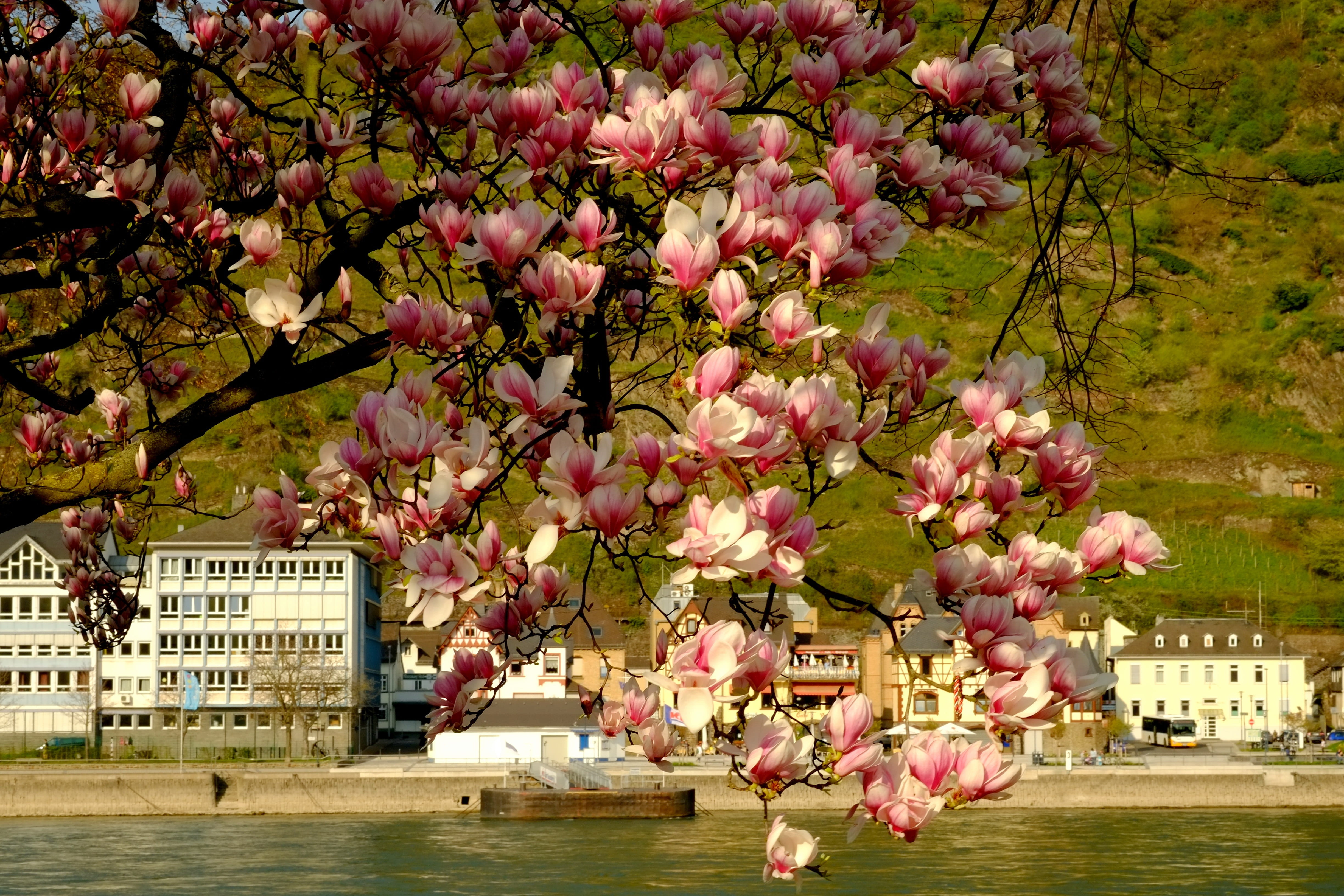 more, lake, fragility, beauty in nature, growth, building exterior, built structure, nature, tree, beautiful, magnolia blossom, blütenmeer, river, plant, HD Wallpaper