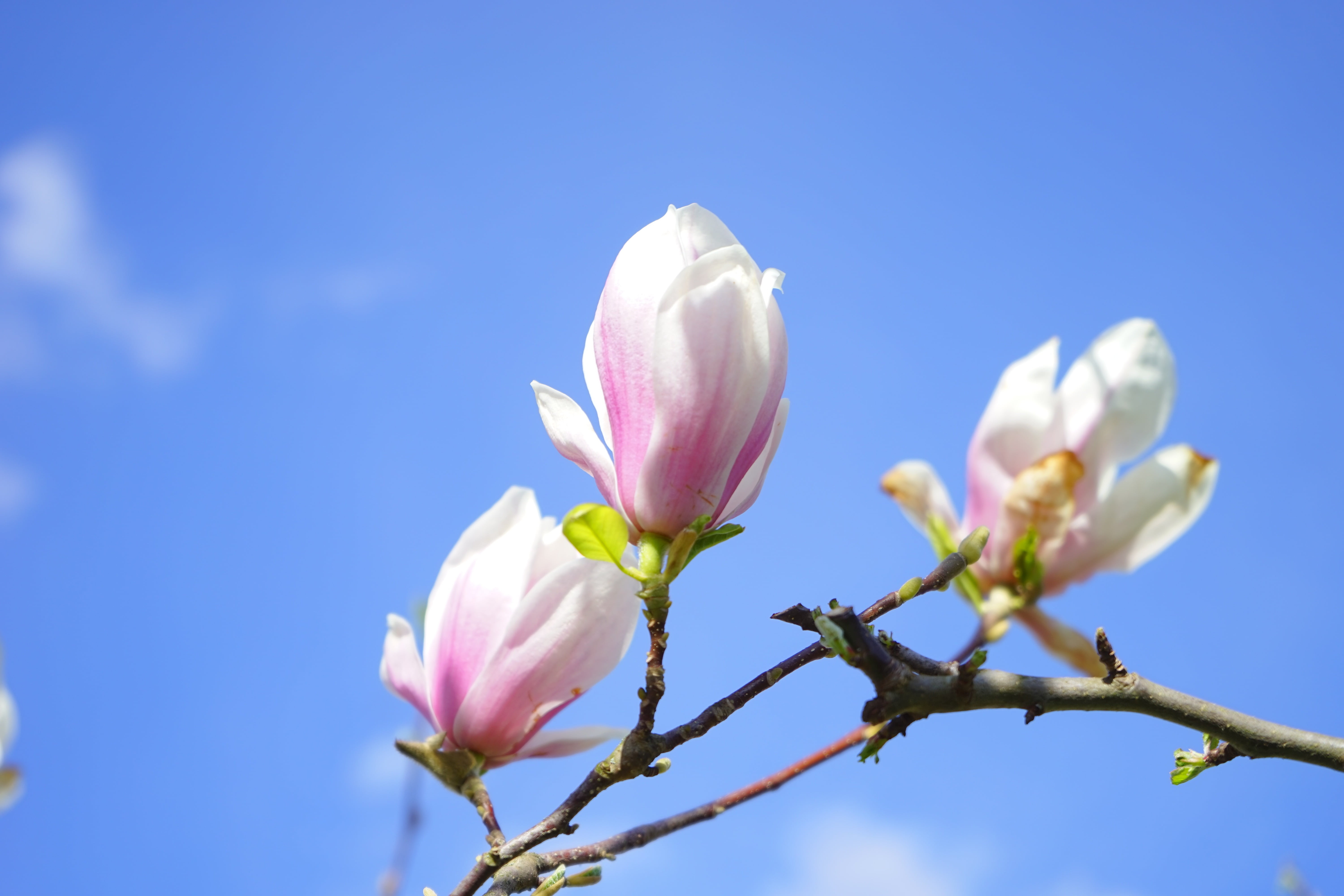 blossom, branch, flowering plant, fragility, no people, plant, yulan magnolia, red violet, springtime, violet, 5K, magnoliengewaechs, magnolia blossom, HD Wallpaper