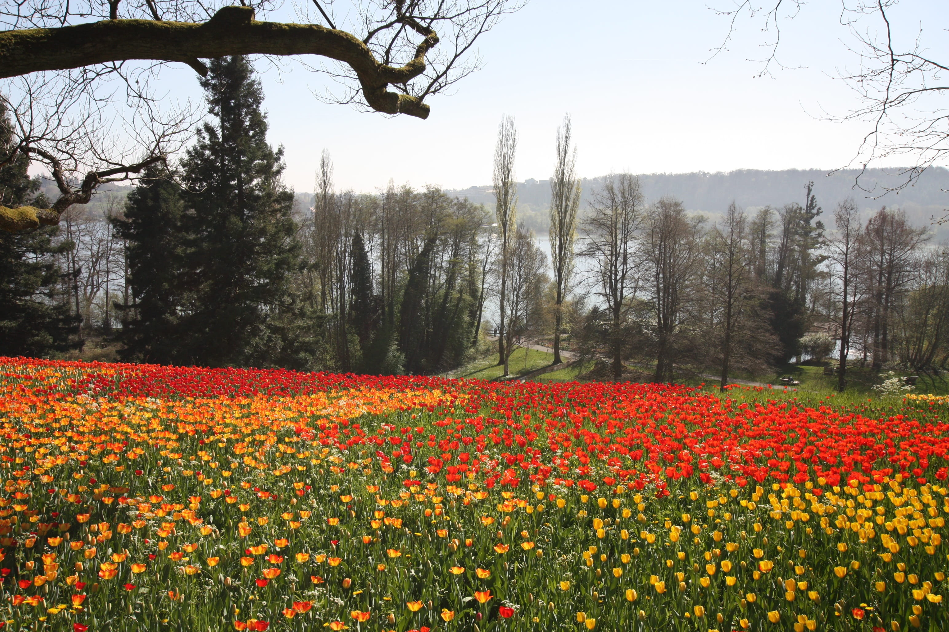 plant, landscape, flowerbed, outdoors, field, nature, beauty in nature, island, trees, colorful, 2K, tranquility, flower, petals, springtime, flowers, HD Wallpaper