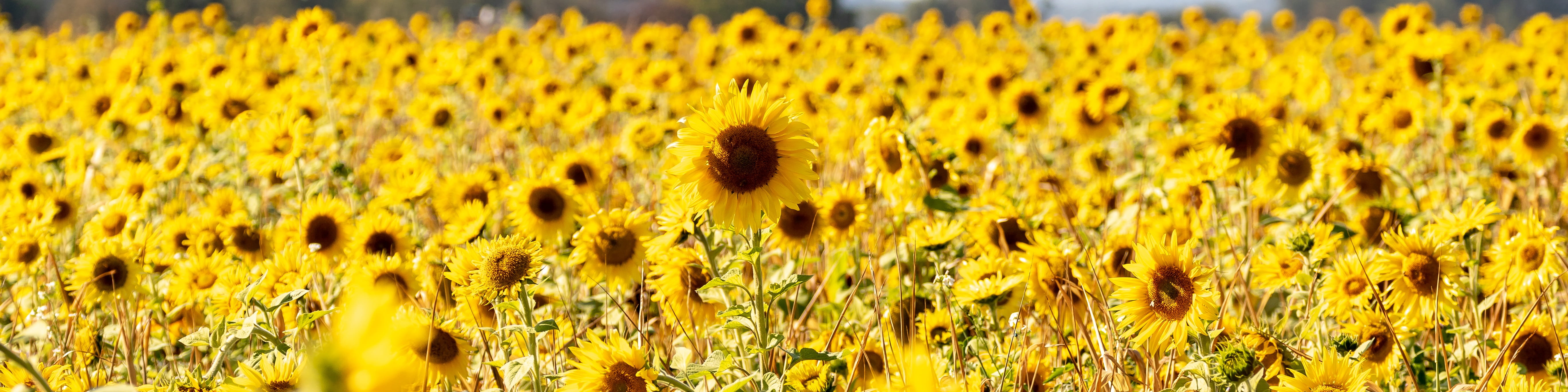 growth, crop, blütenmeer, day, plant, petals, rural scene, 5K, field, landscape, sunny, panorama, flowering plant, no people, sunflower, late summer, farm, HD Wallpaper