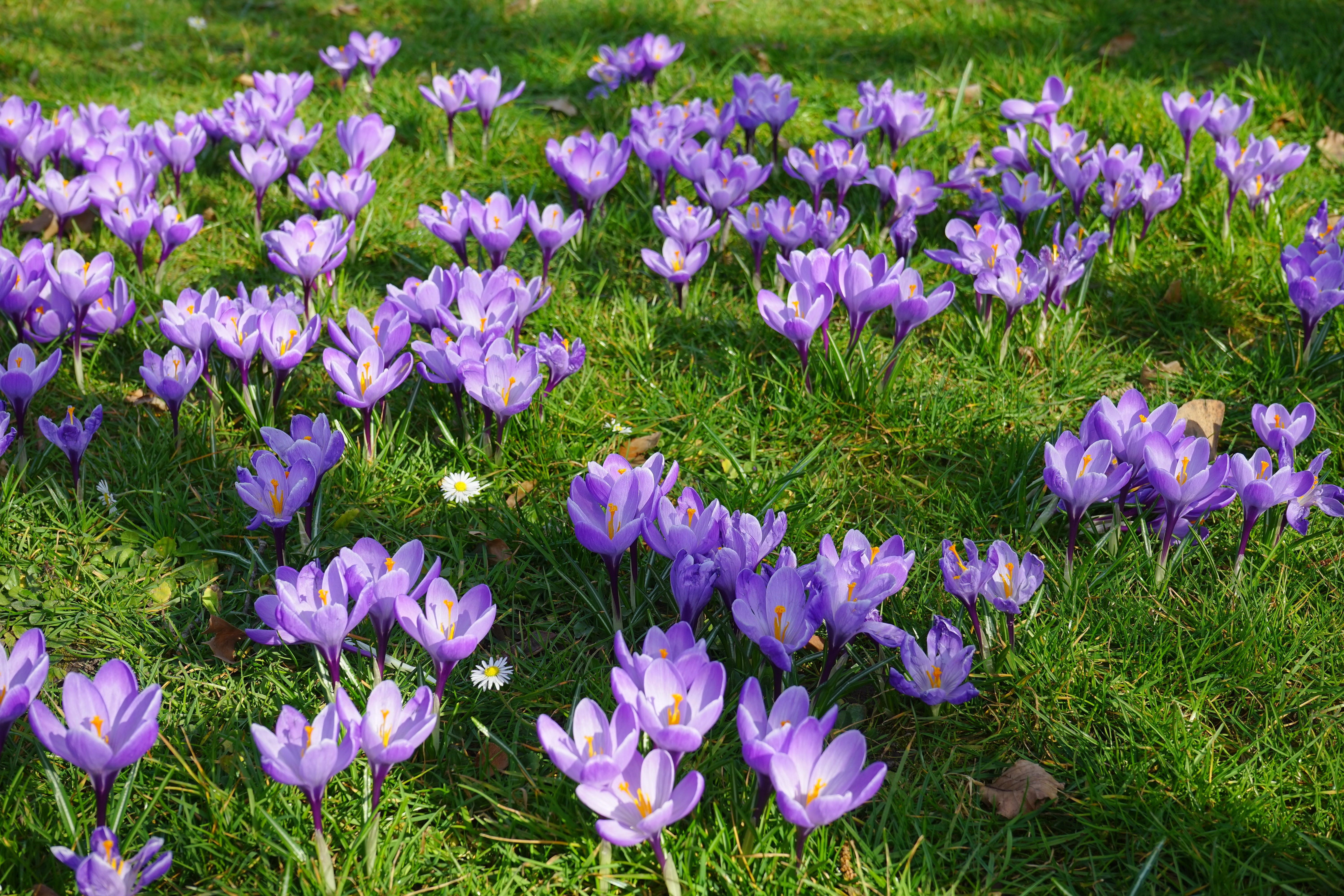 purple, crocus, nature, outdoors, closeup, already, fragility, flower meadow, no people, daytime, ornamental plant, violet, fill, plant, growth, flora, HD Wallpaper