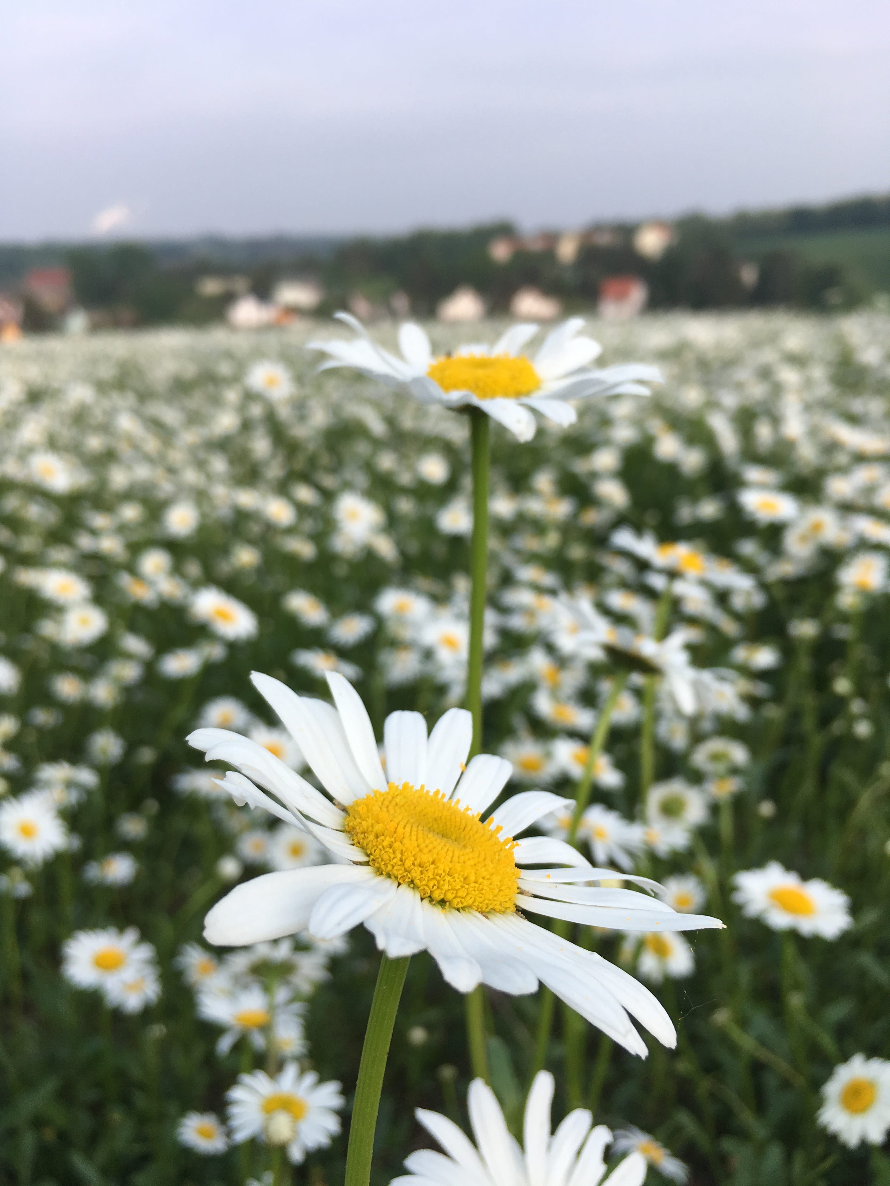 bloom, vulnerability, feverfew, no people, flower head, fragility, land, petal, flora, meadow, focus on foreground, spring, close-up, blossom, flower, inflorescence, Phone HD Wallpaper