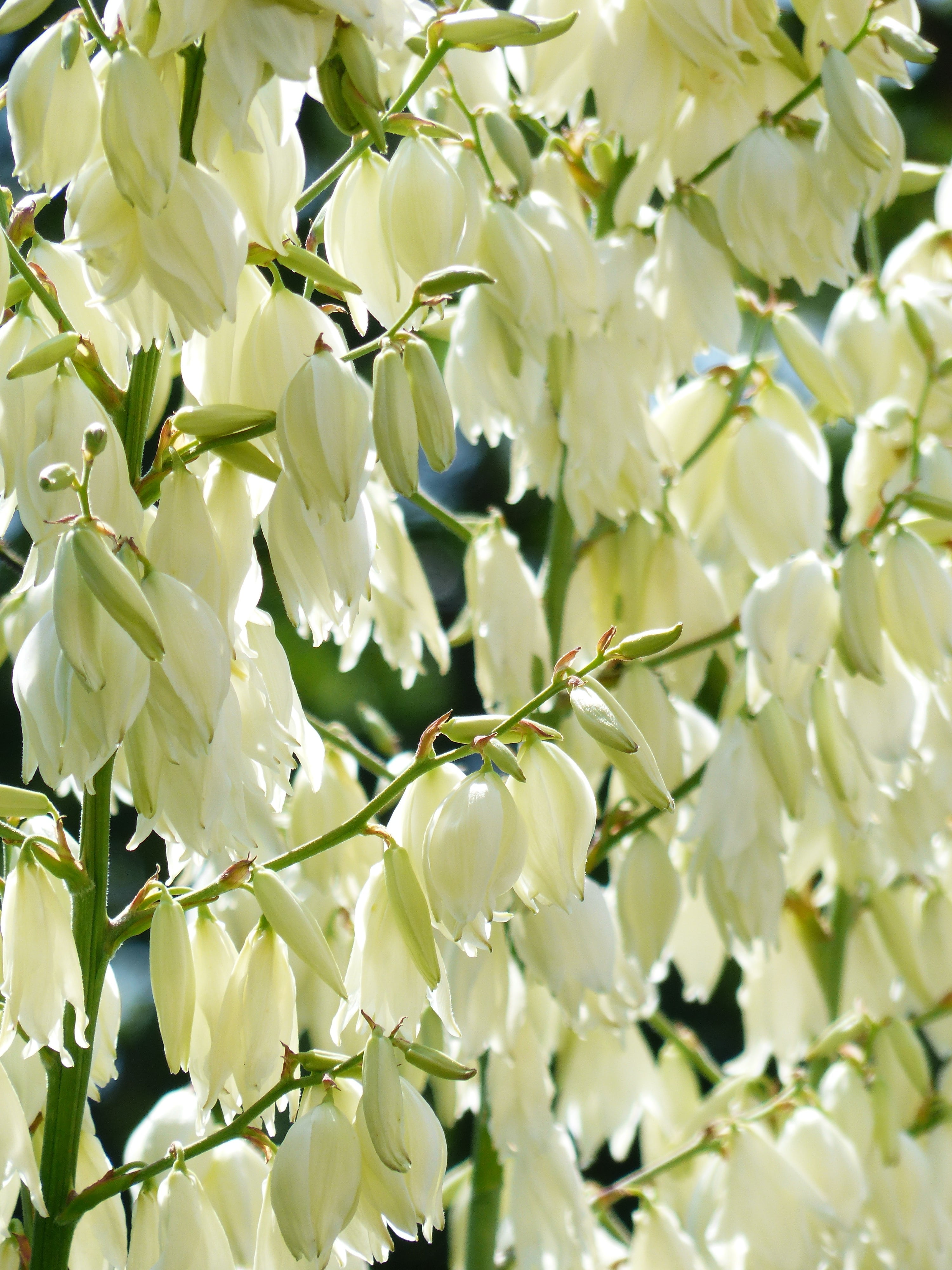 branch, fragility, flower head, freshness, growth, yucca filamentosa, white, flower, 4K, flora, blossom, springtime, bloom, full frame, lily family, blütenmeer, Phone HD Wallpaper