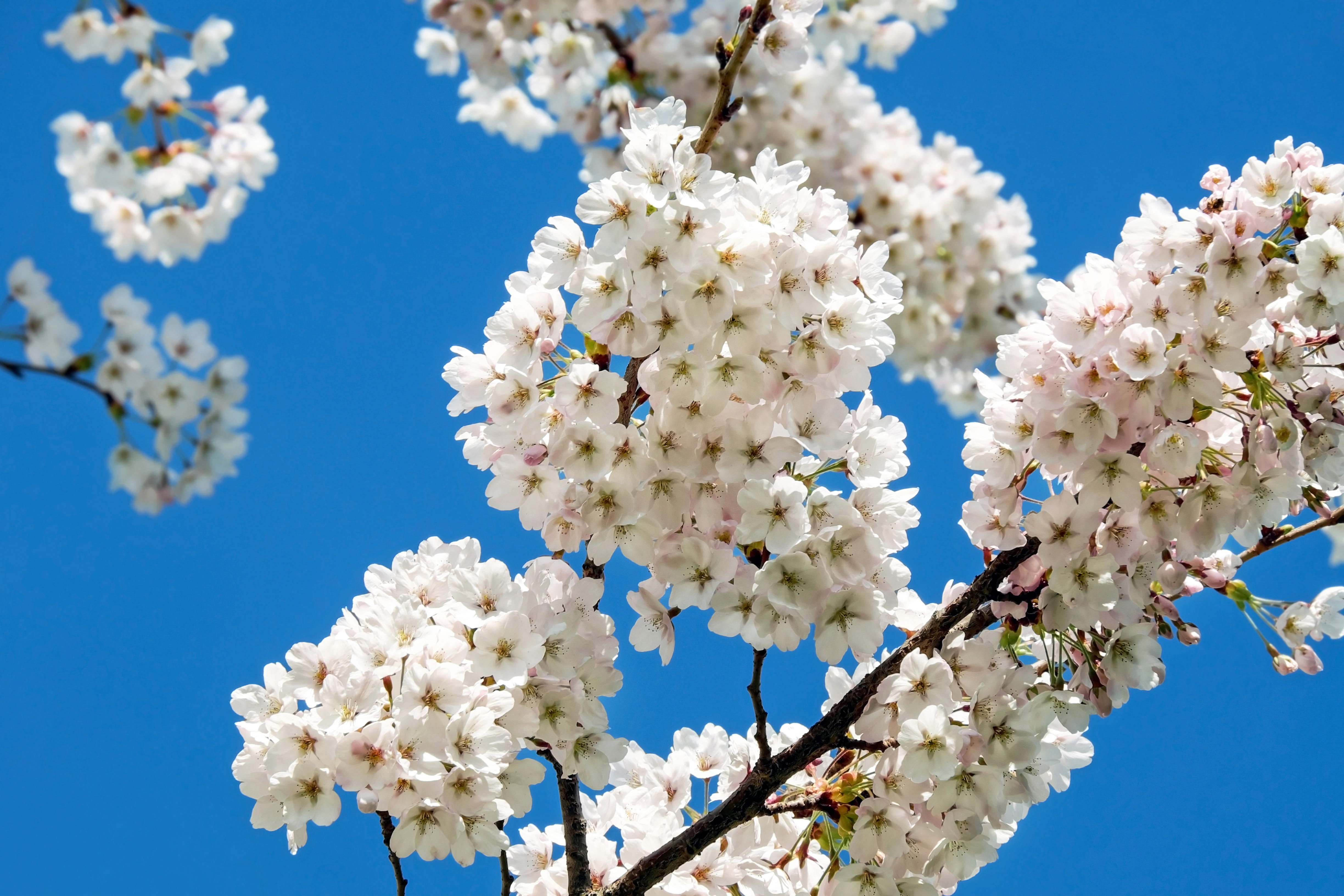 cherry, branch, low angle view, white flowers, blossom, photo, spring, beauty in nature, flower head, 4K, vulnerability, Flowers, cherry blossom, blue, HD Wallpaper